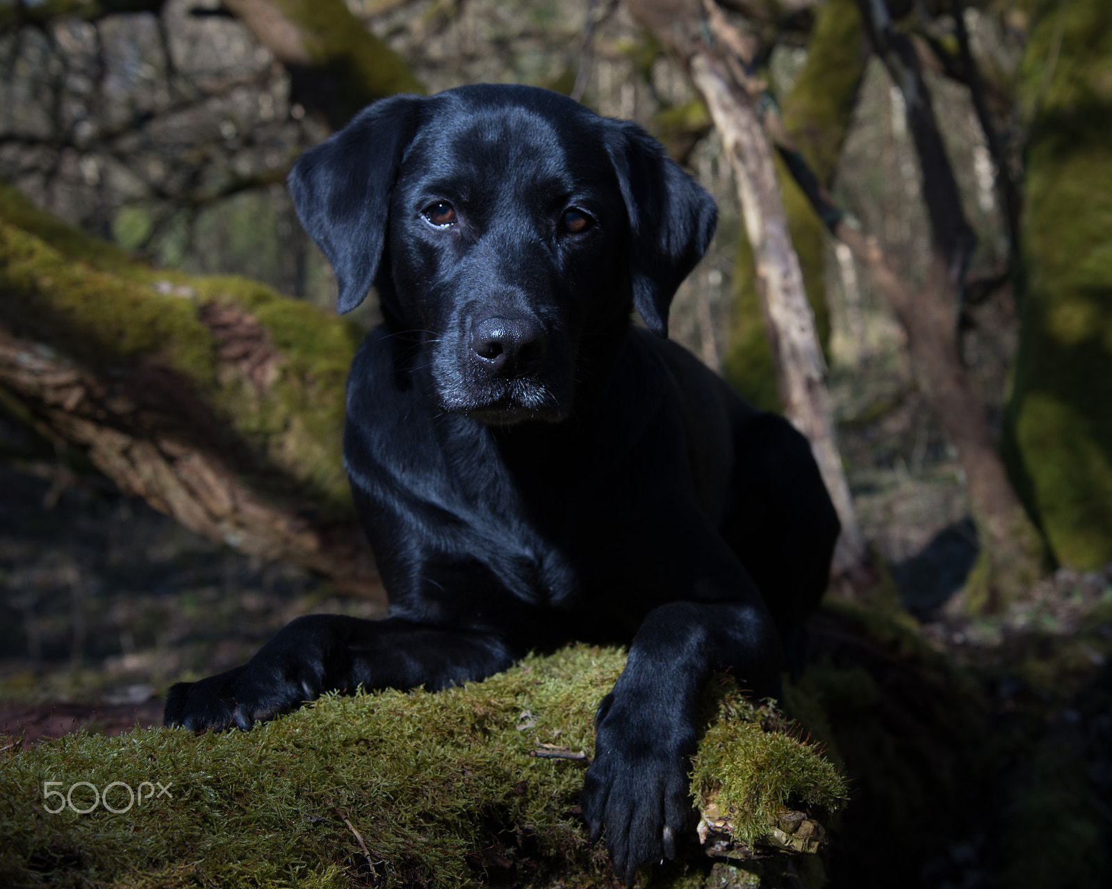 Nikon D800 sample photo. Buddy photography