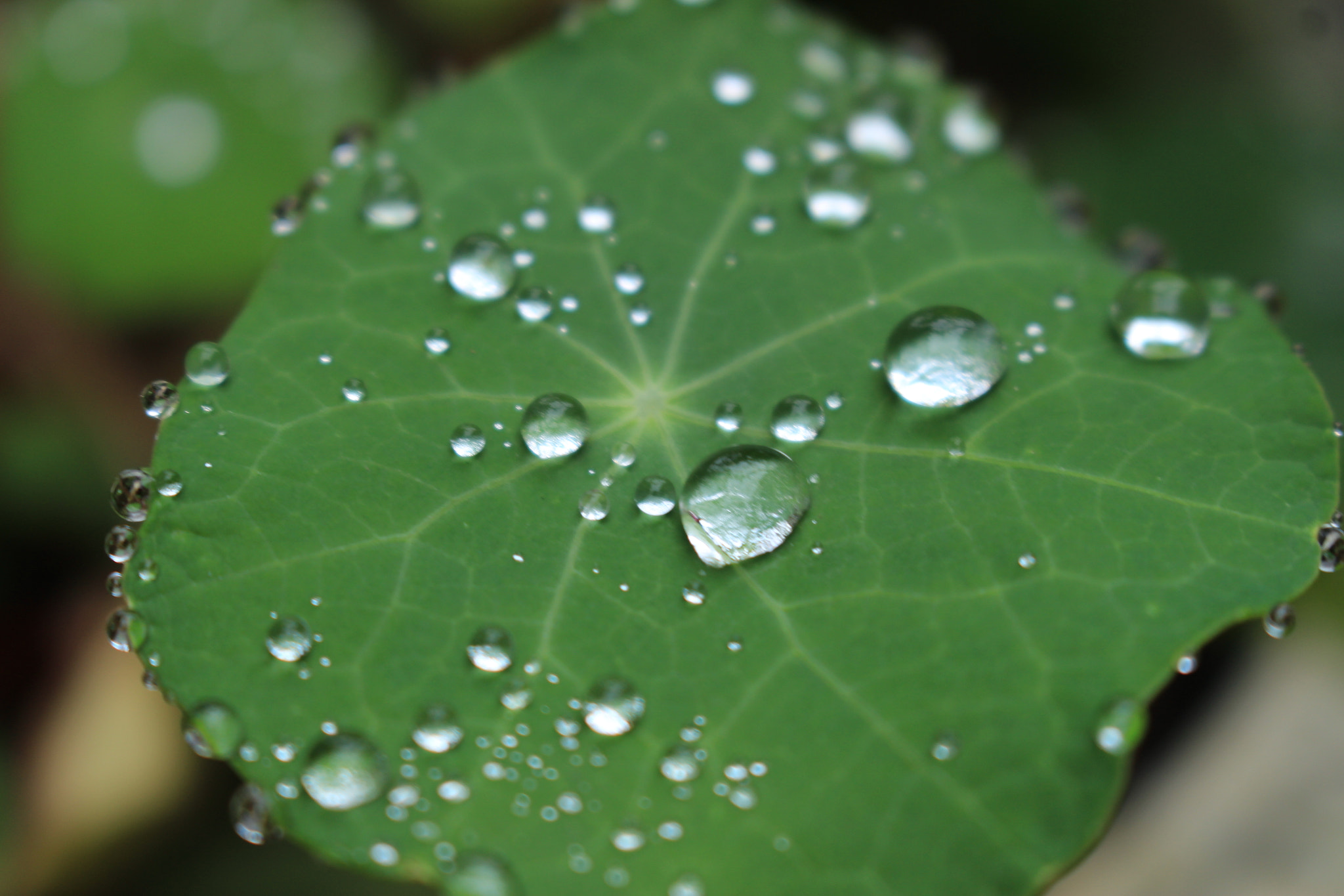 Canon EOS 100D (EOS Rebel SL1 / EOS Kiss X7) sample photo. 雨粒 photography
