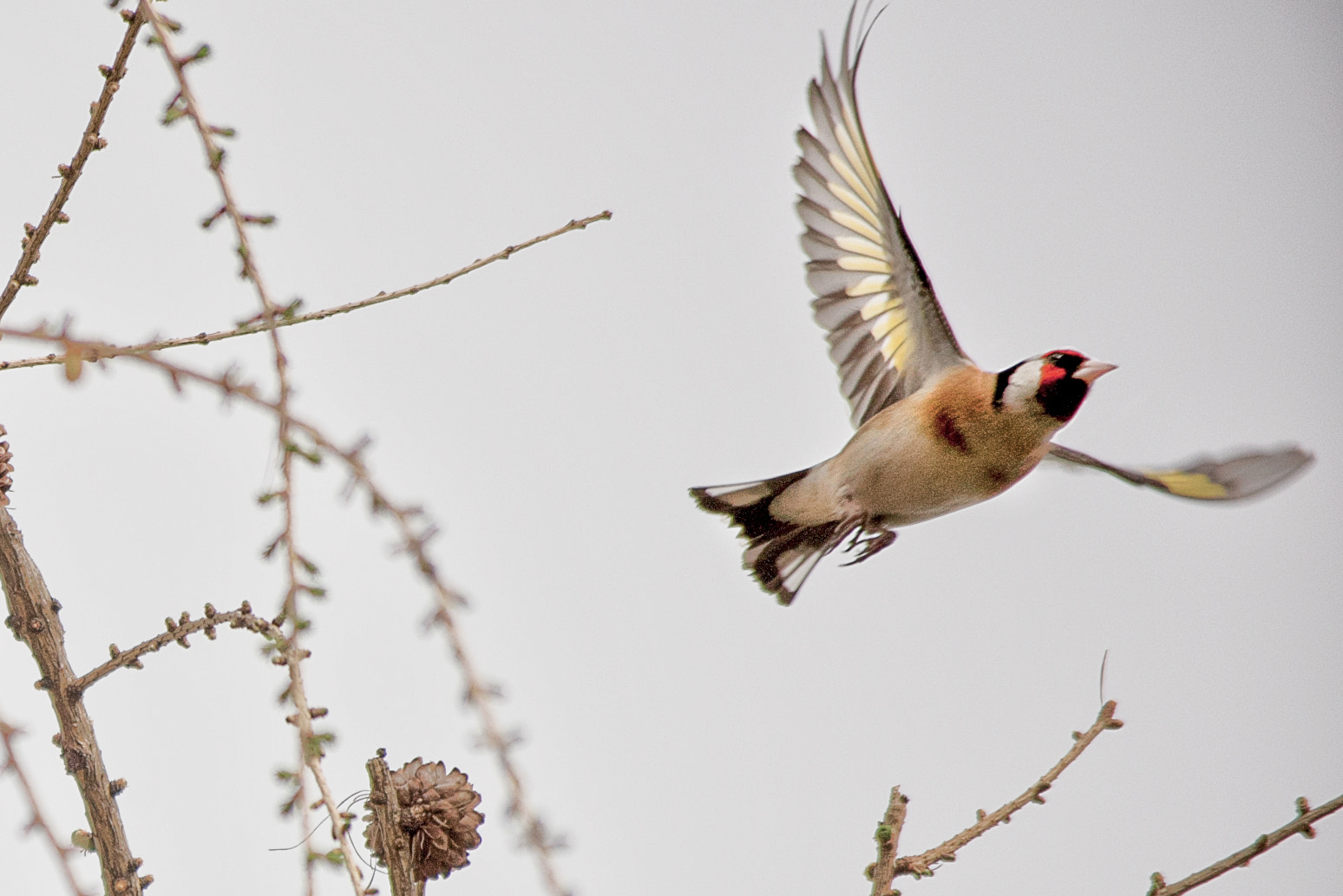 Nikon D810 sample photo. Let me fly! photography
