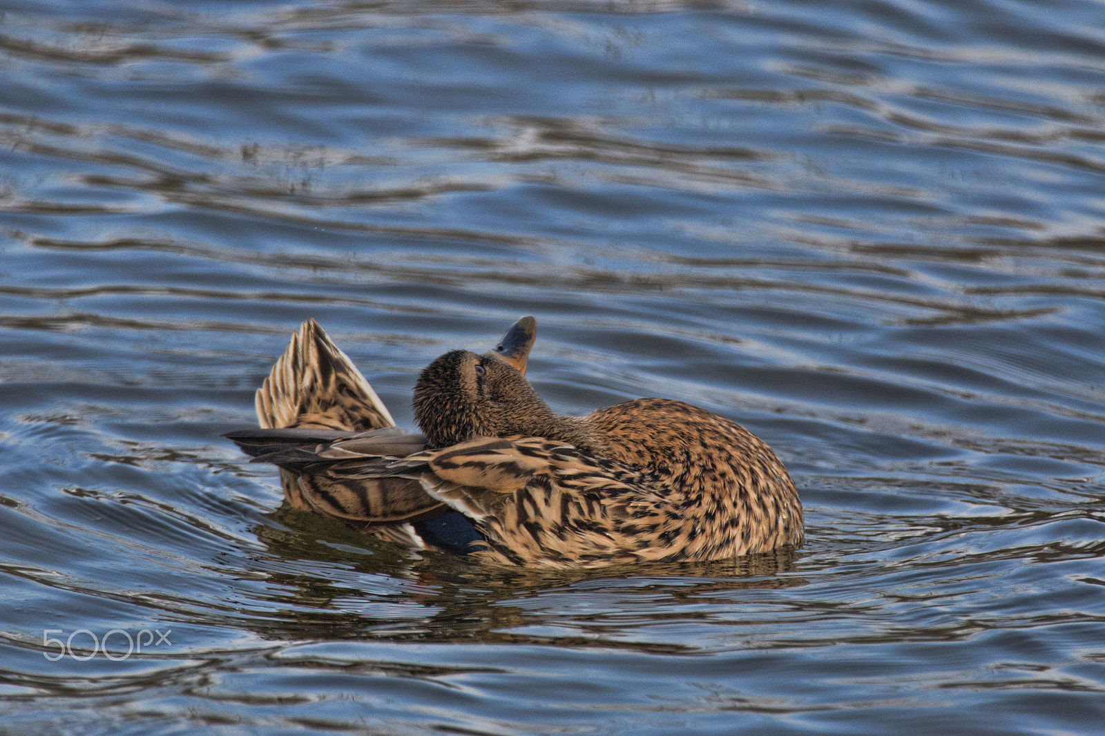 Canon EOS 70D + Canon EF 70-200mm F2.8L IS II USM sample photo. Relax photography