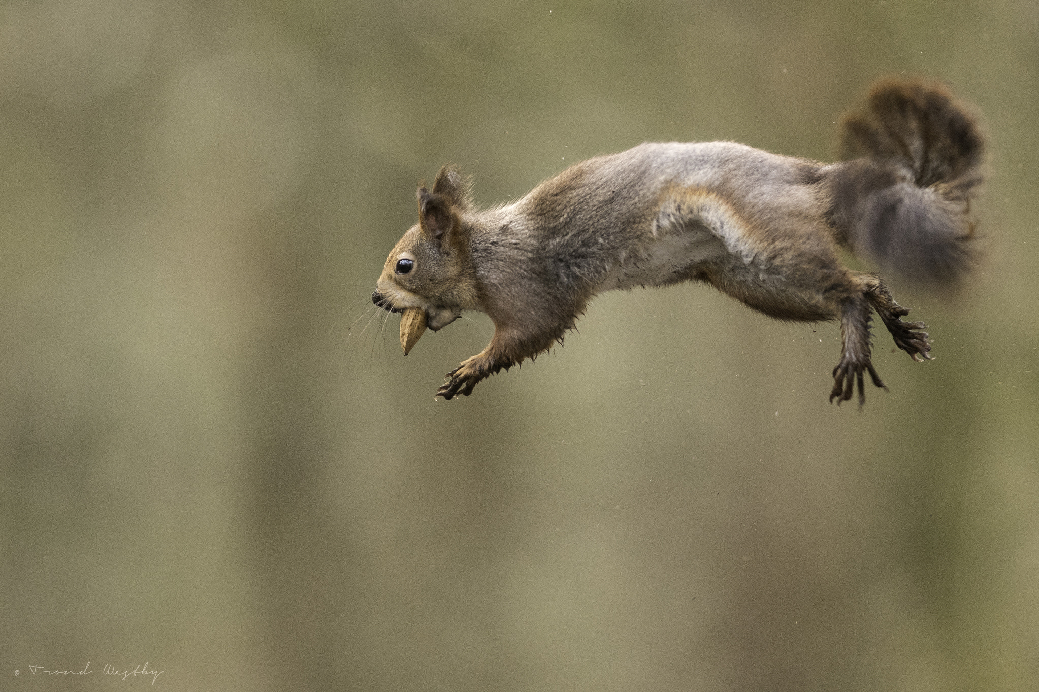 Nikon AF-S Nikkor 300mm F2.8G ED VR II sample photo. Red squirrel photography