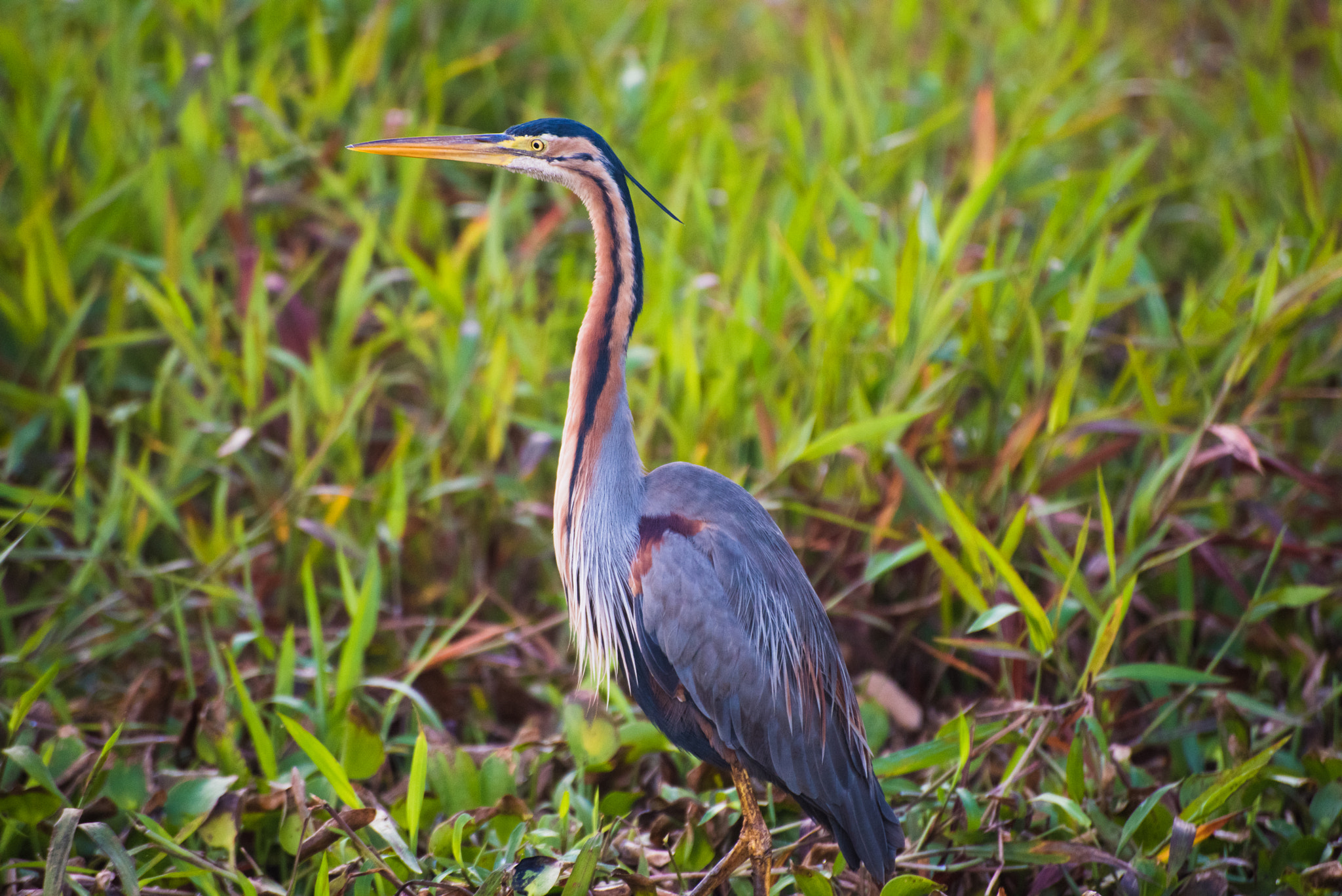 Nikon D810 sample photo. Purple heron photography