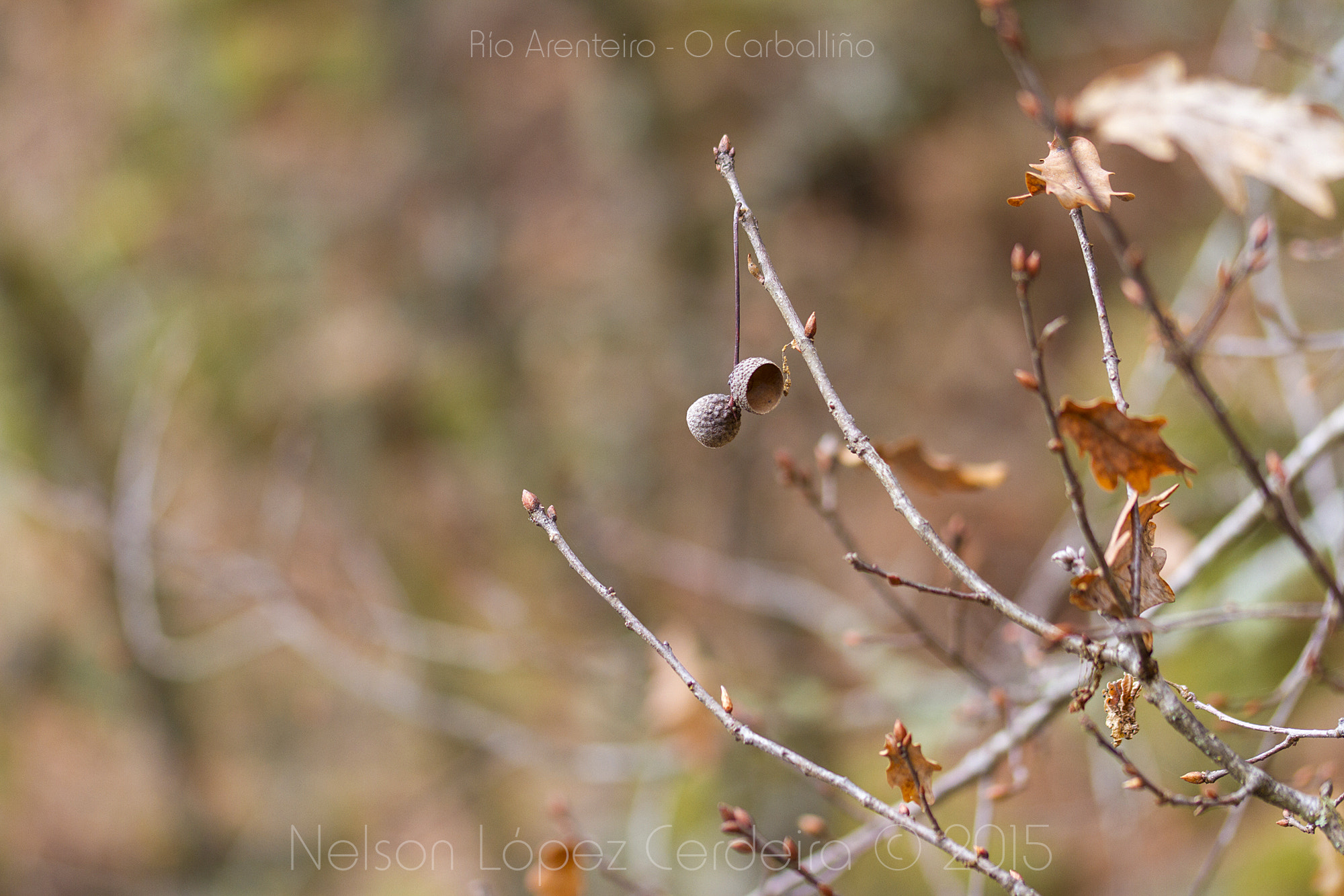 Sigma 105mm F2.8 EX DG OS HSM sample photo. Otoño 1 photography