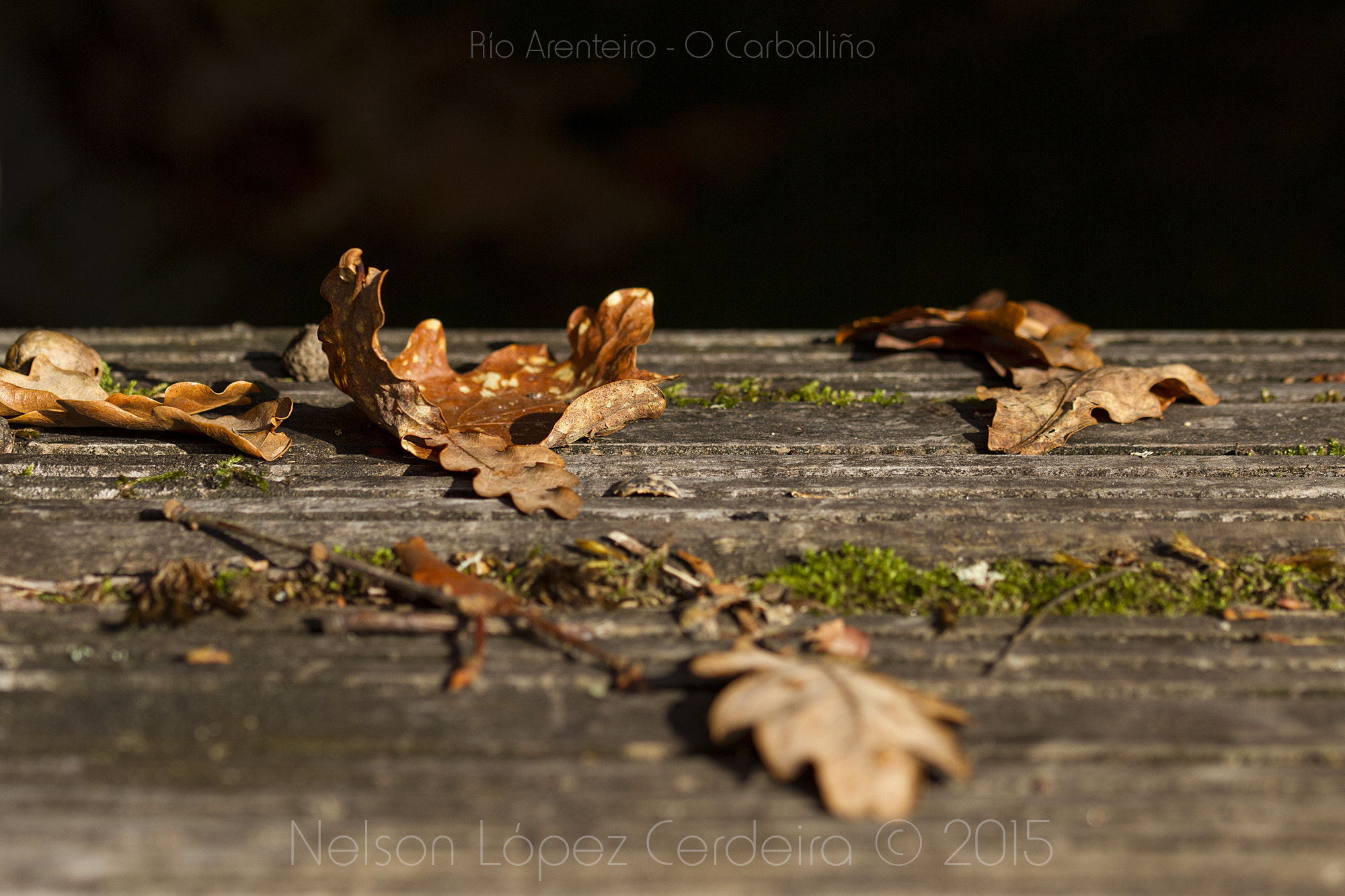 Sigma 105mm F2.8 EX DG OS HSM sample photo. Otoño 3 photography