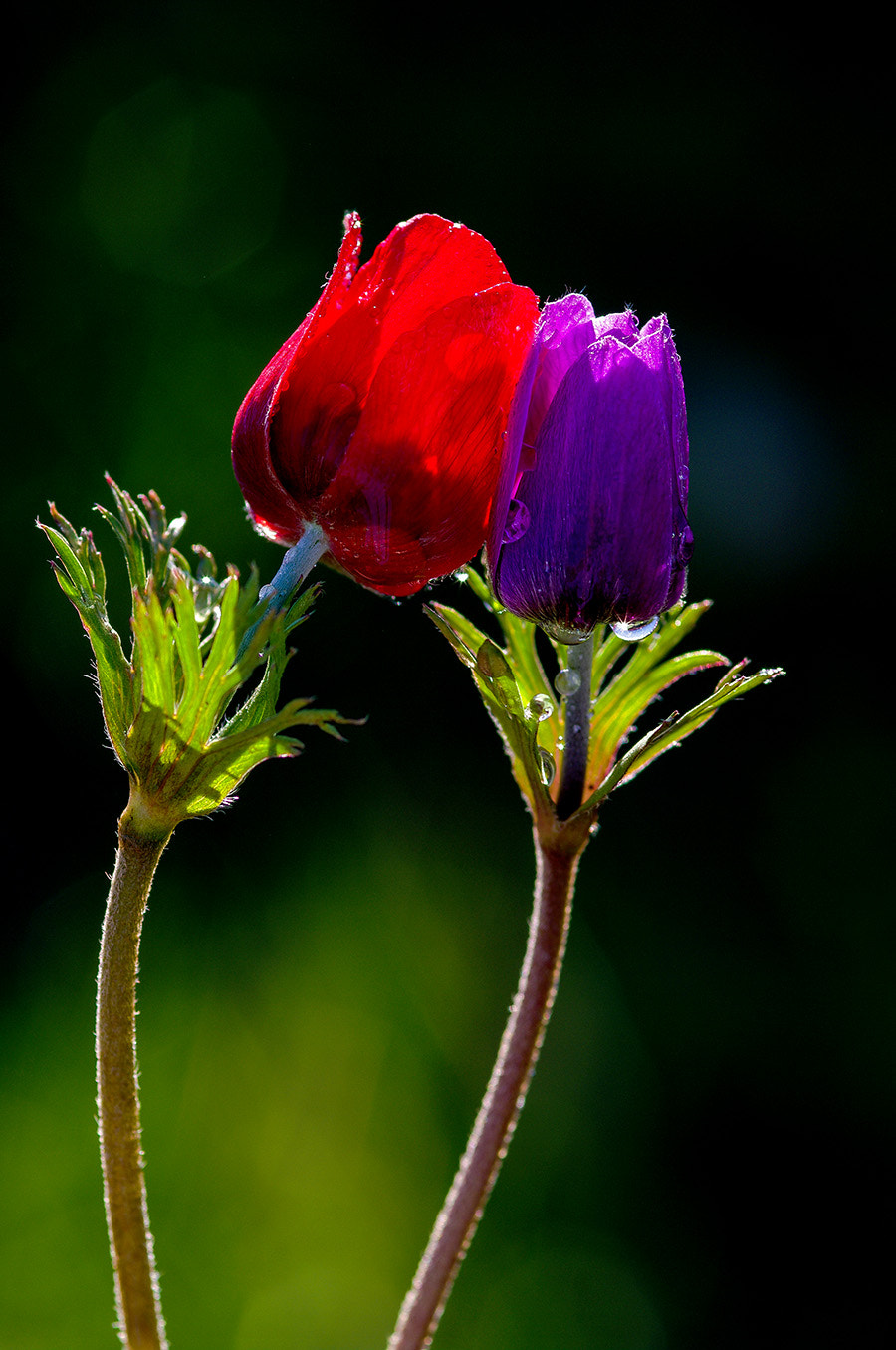 Pentax K20D sample photo. Flowers photography