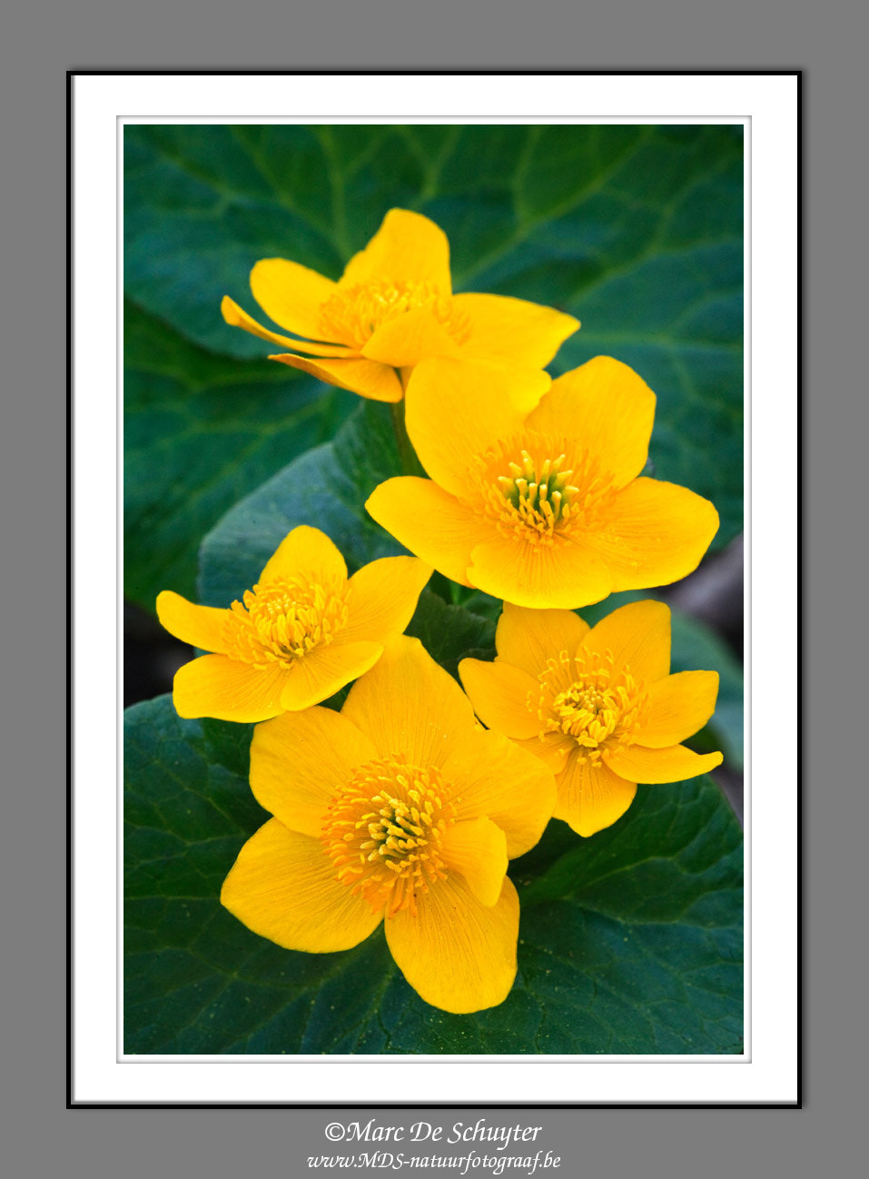 Canon TS-E 90mm F2.8 Tilt-Shift sample photo. Kingcup photography