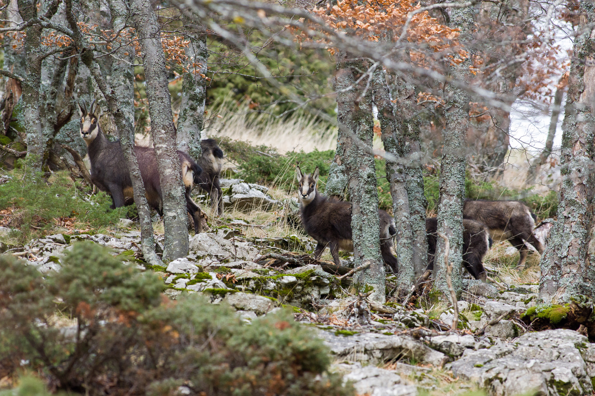 Pentax K-3 sample photo. Troupe de chamois...how many can you see? photography