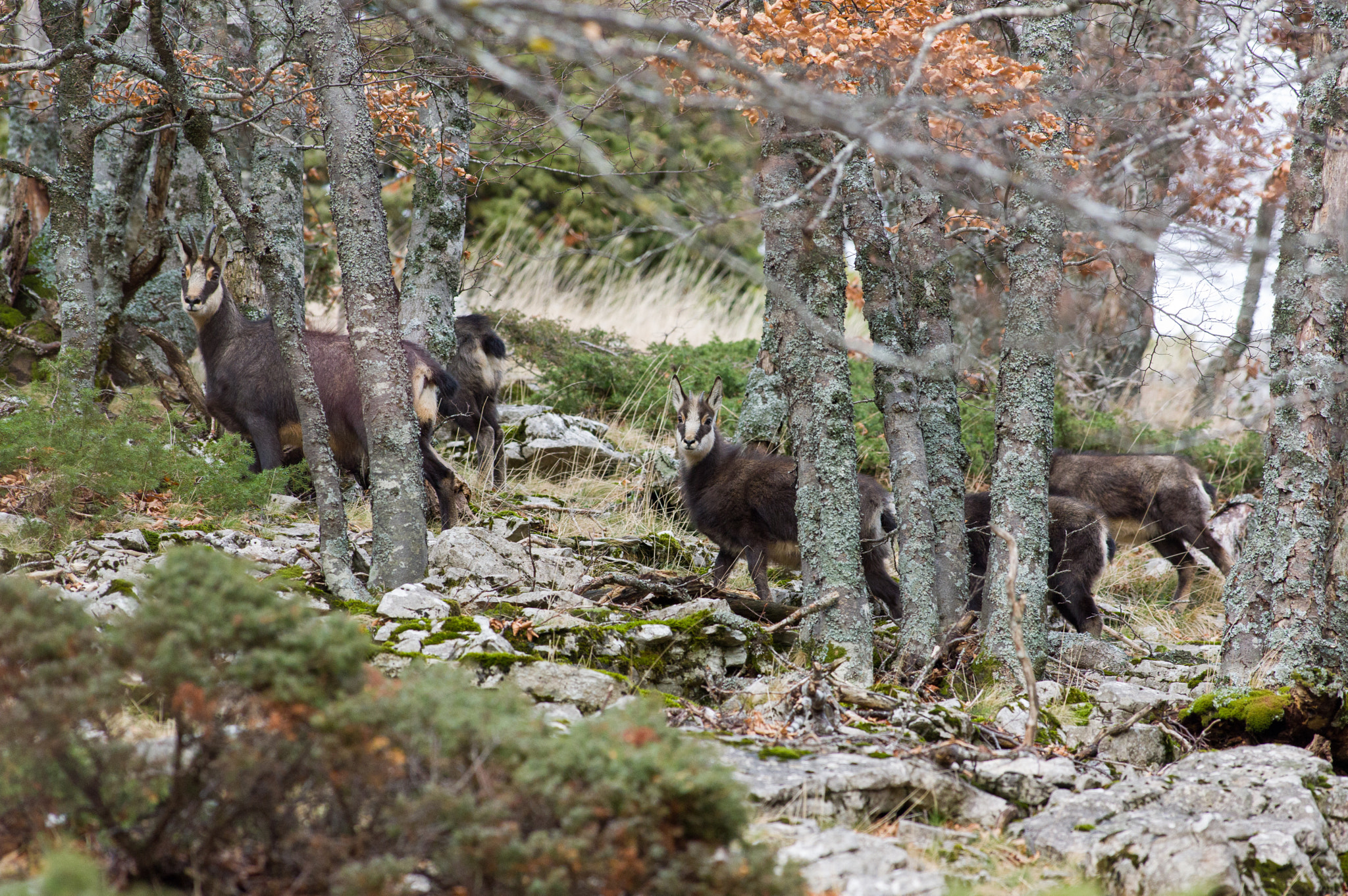 Pentax K-3 + Pentax smc DA* 300mm F4.0 ED (IF) SDM sample photo. Troupe de chamois...how many can you see? photography