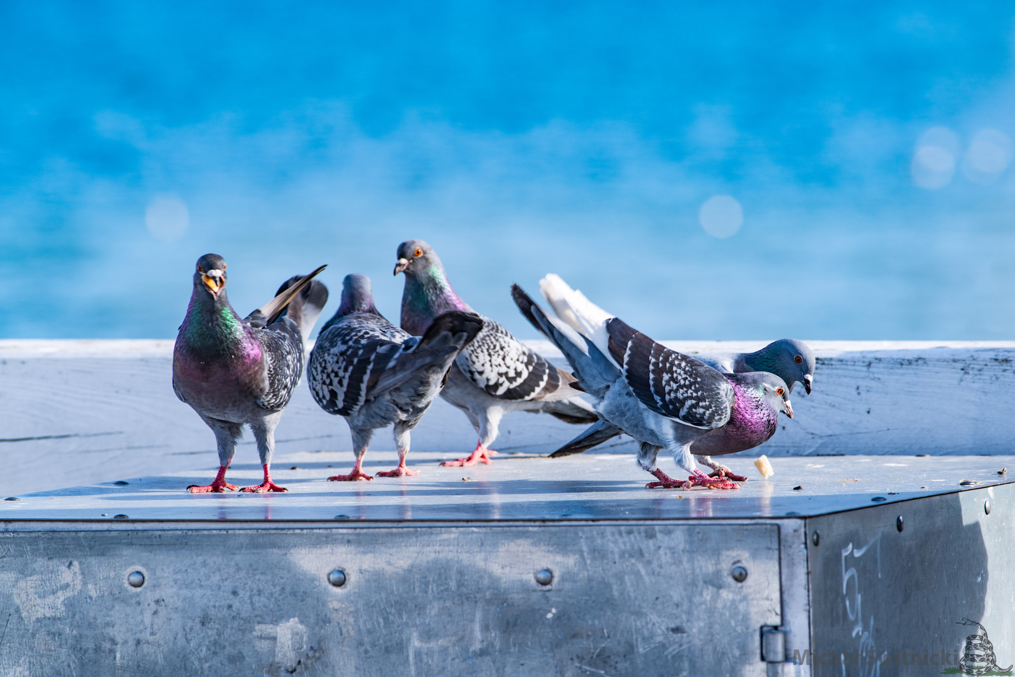 Pentax smc DA* 300mm F4.0 ED (IF) SDM sample photo. Pidgeons at the sea photography