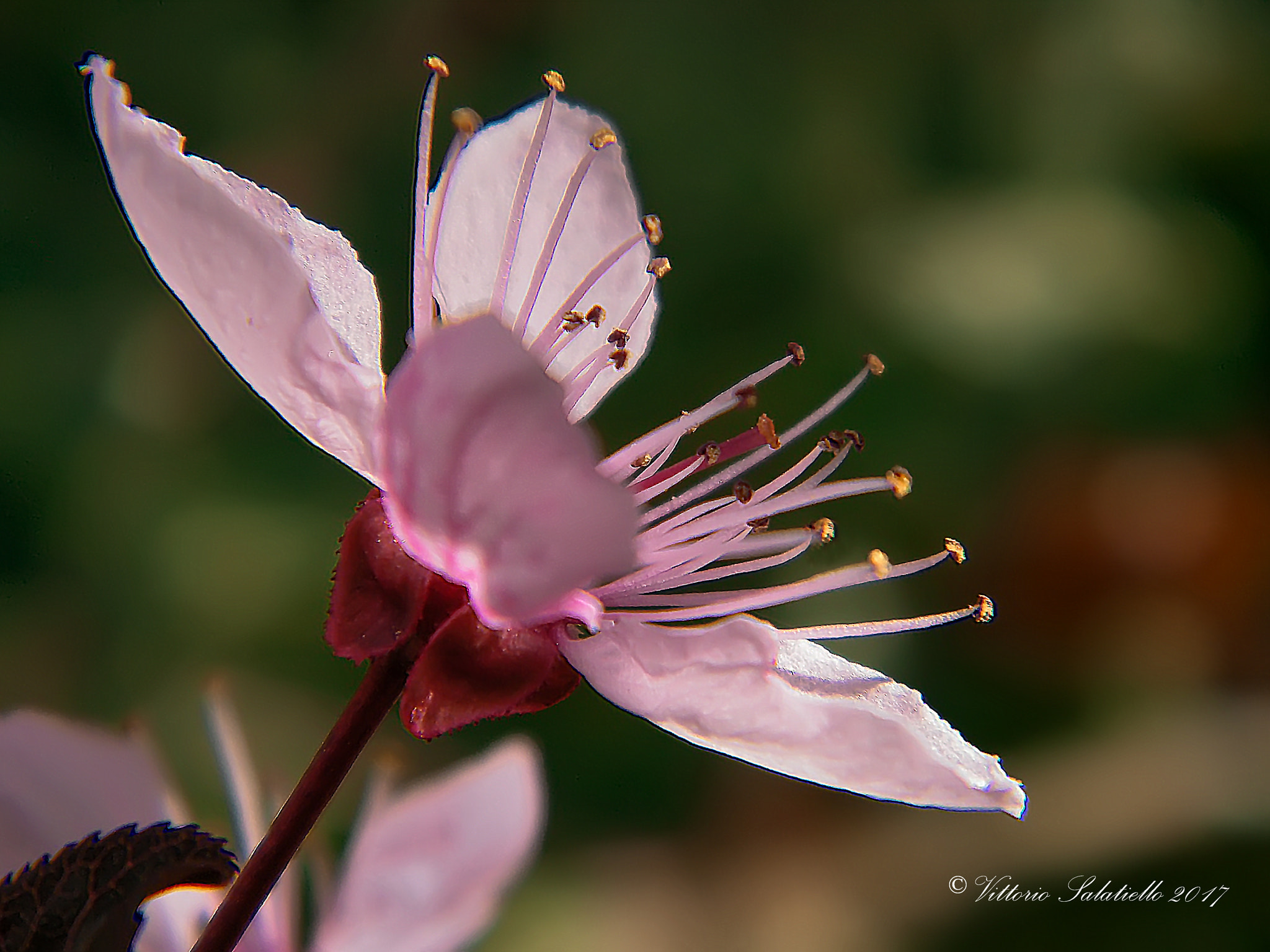 Fujifilm FinePix S2000HD sample photo. Pruno rosso ornamentale photography
