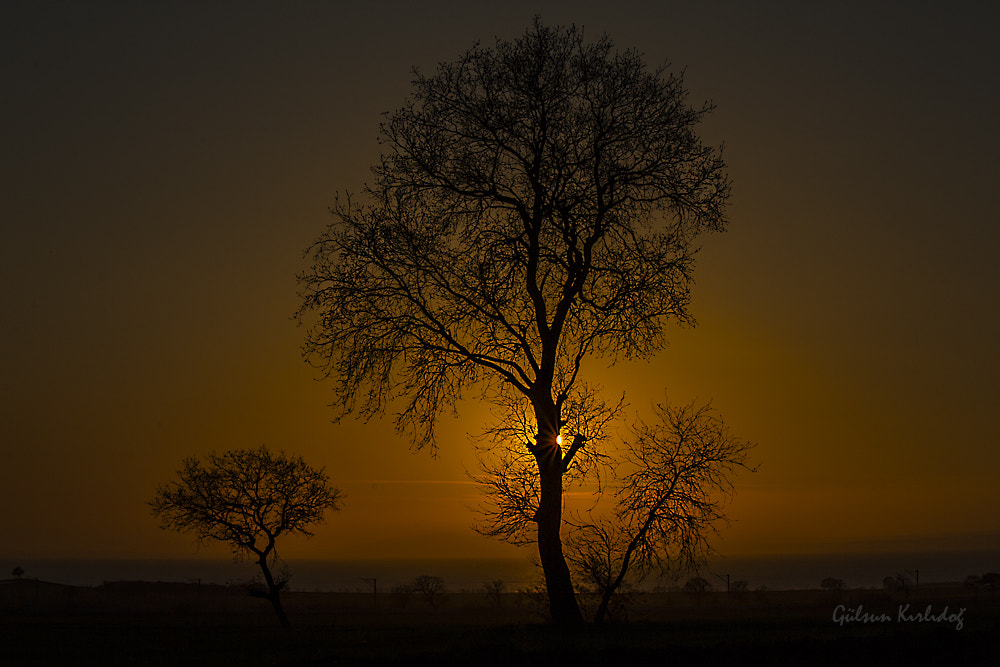 Canon EF-S 55-250mm F4-5.6 IS II sample photo. AĞaÇlar photography