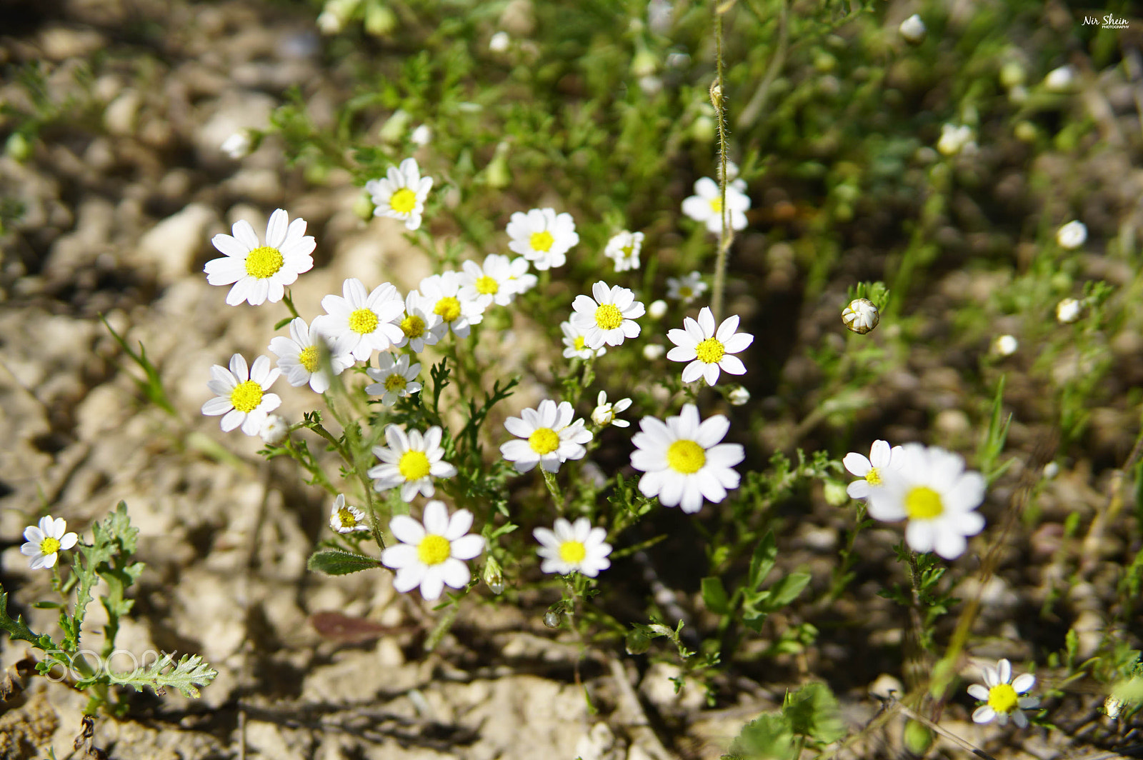 Sony a6300 + 30mm F1.4 DC DN | Contemporary 016 sample photo. Lovely anagallis photography