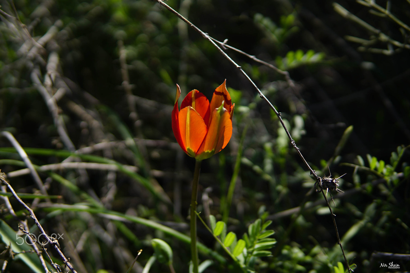 Sony a6300 sample photo. Beauty in the forest photography