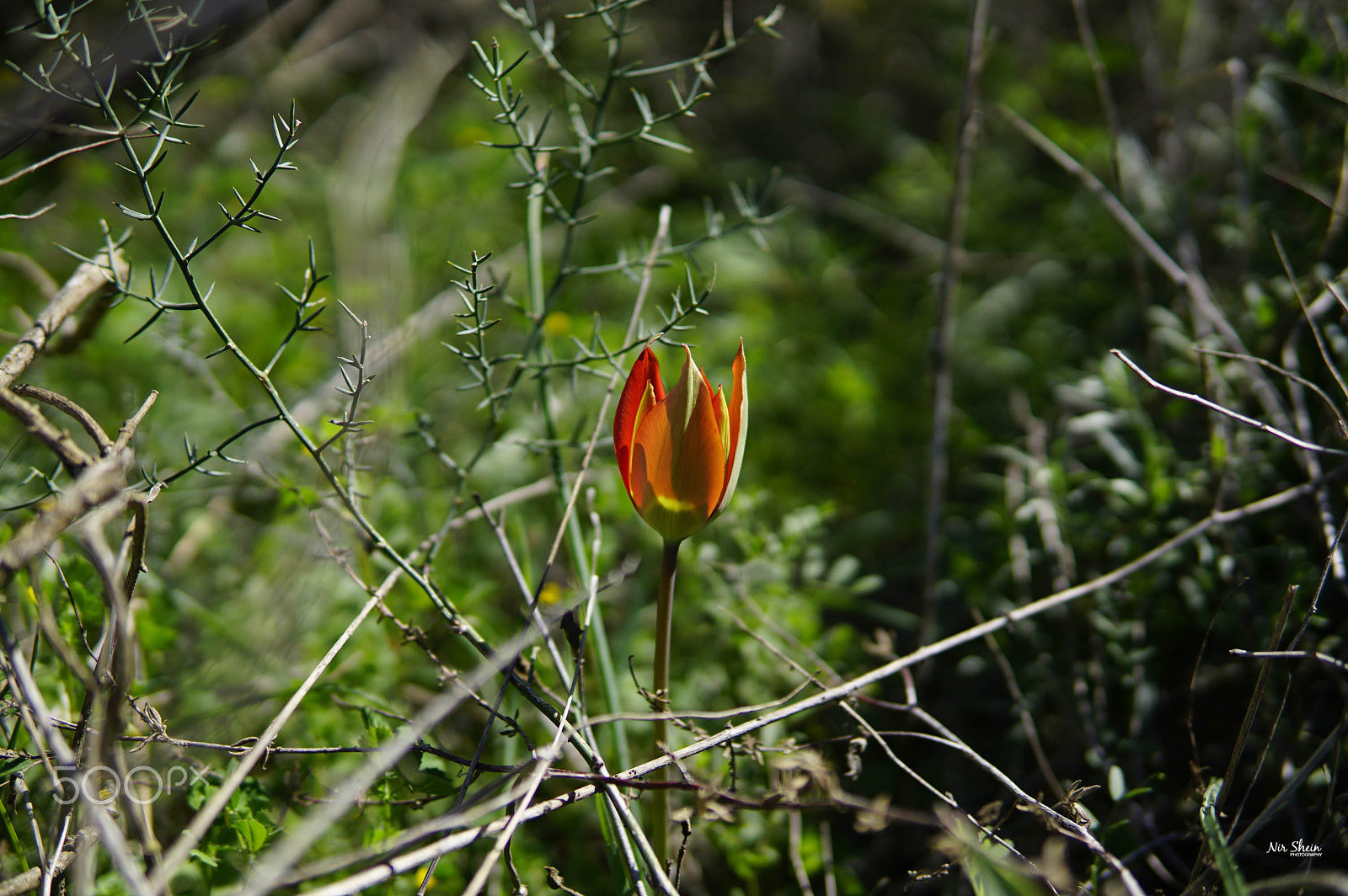 Sony a6300 sample photo. The tulips are out photography