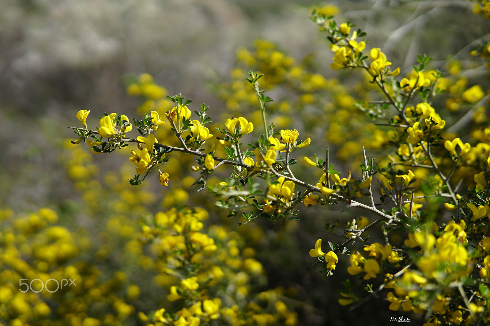 Sony a6300 sample photo. Shiny yellow stripes photography