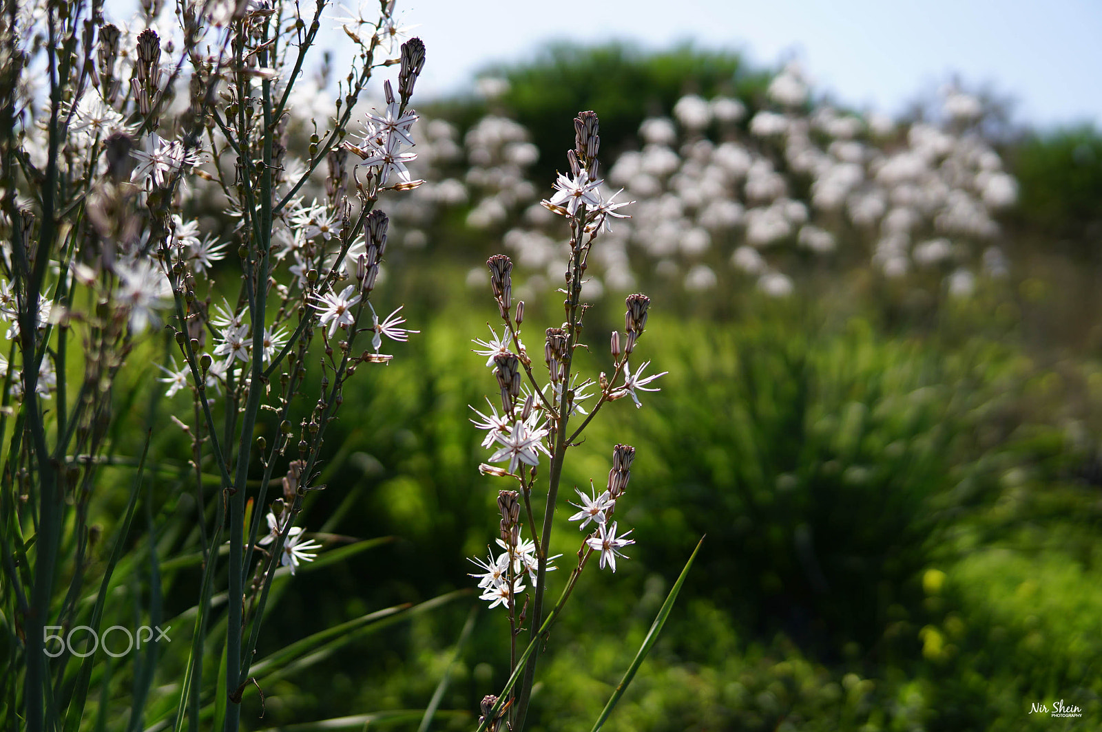 Sony a6300 sample photo. Hello spring photography