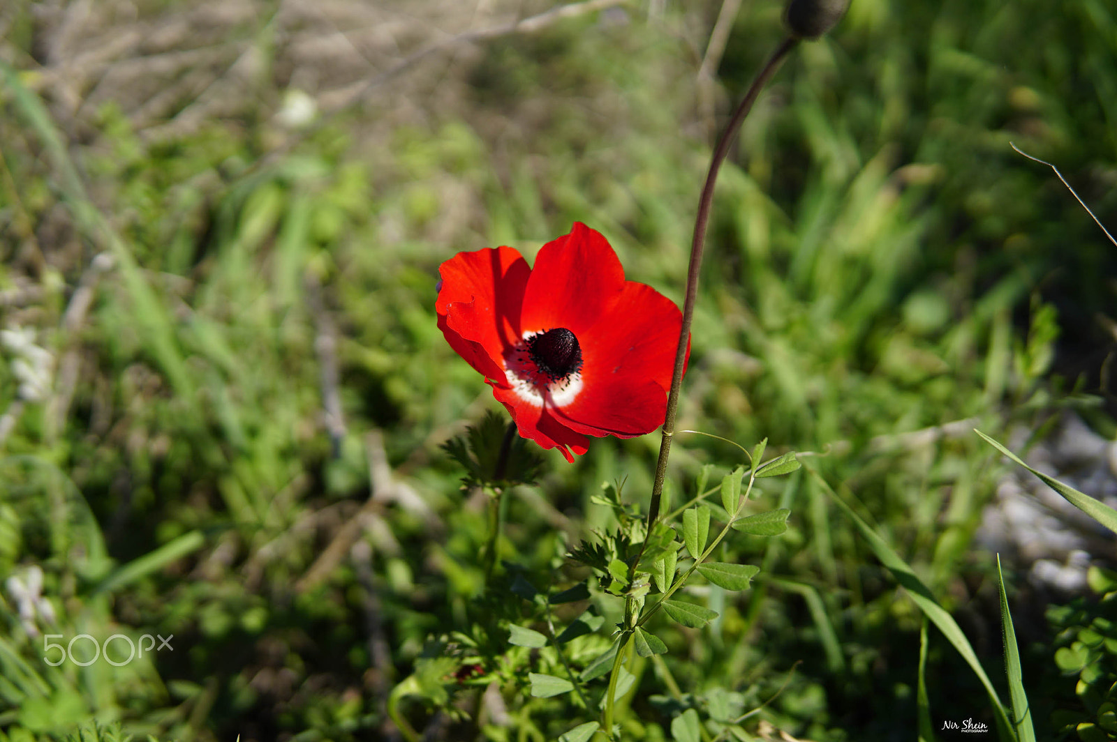 Sony a6300 + 30mm F1.4 DC DN | Contemporary 016 sample photo. Beautiful red anemone photography