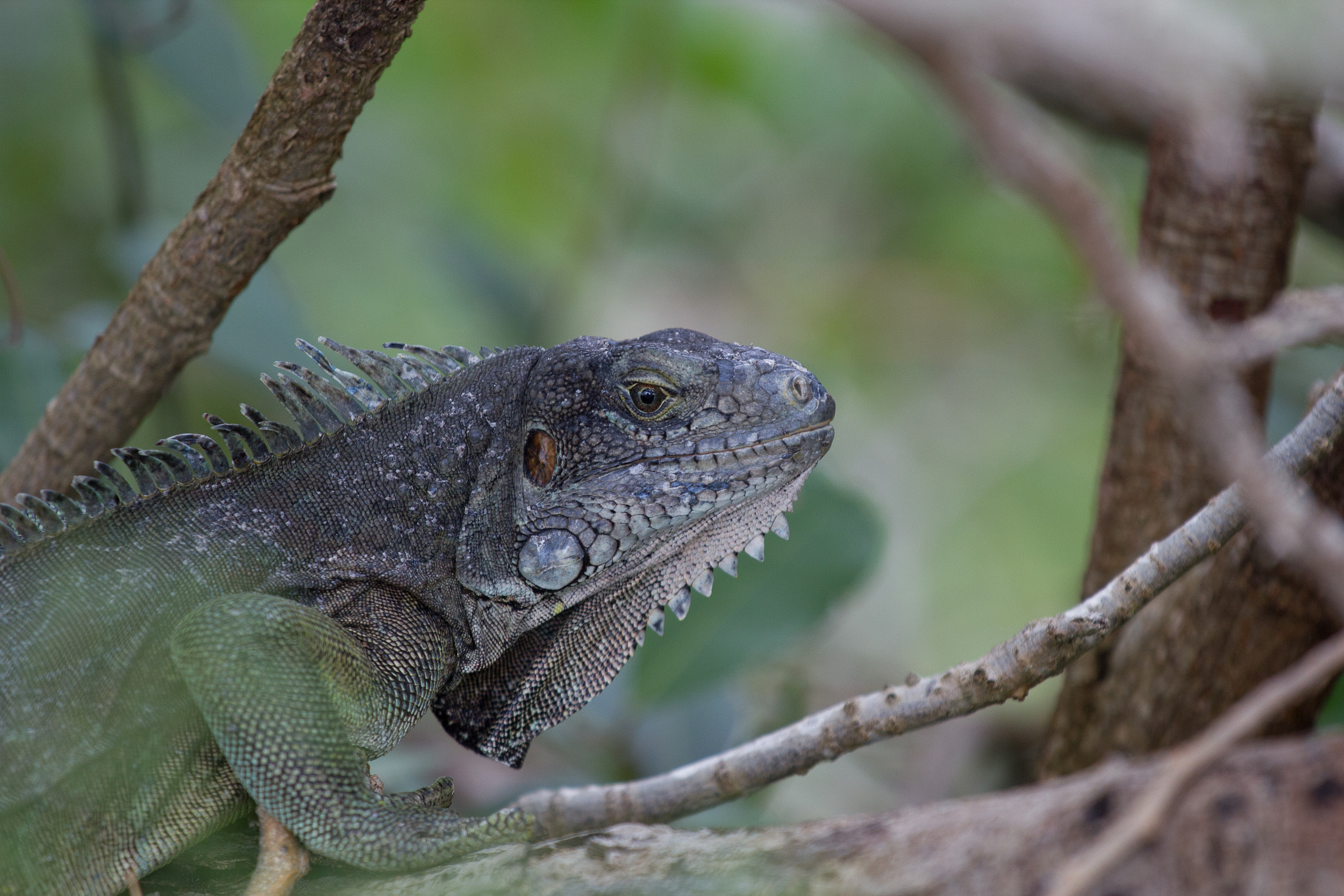 Canon EOS 550D (EOS Rebel T2i / EOS Kiss X4) + Canon EF 70-200mm F4L IS USM sample photo. Green male iguana @ fort napoleon, les saintes, guadeloupe photography