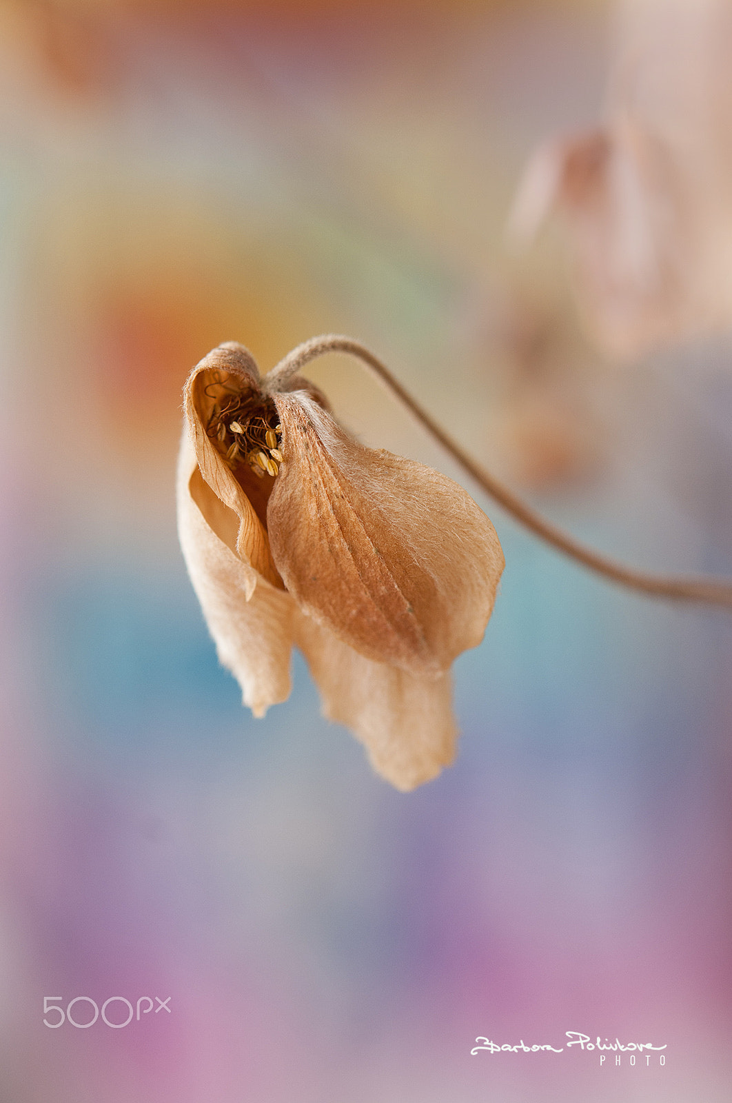 Nikon AF-S Micro-Nikkor 60mm F2.8G ED sample photo. Dancing with the wind photography