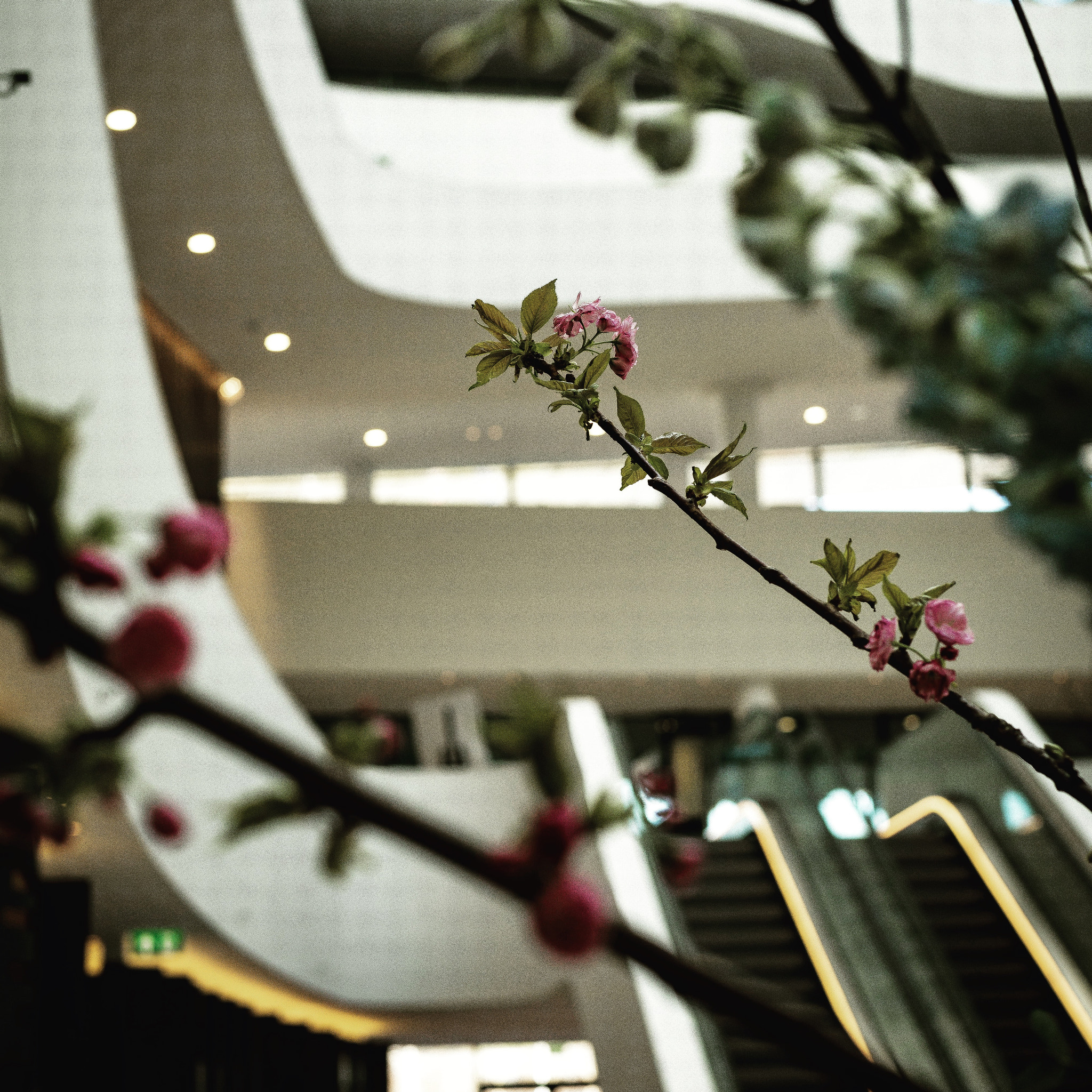 Nikon D600 sample photo. Escalator-blossom-light photography