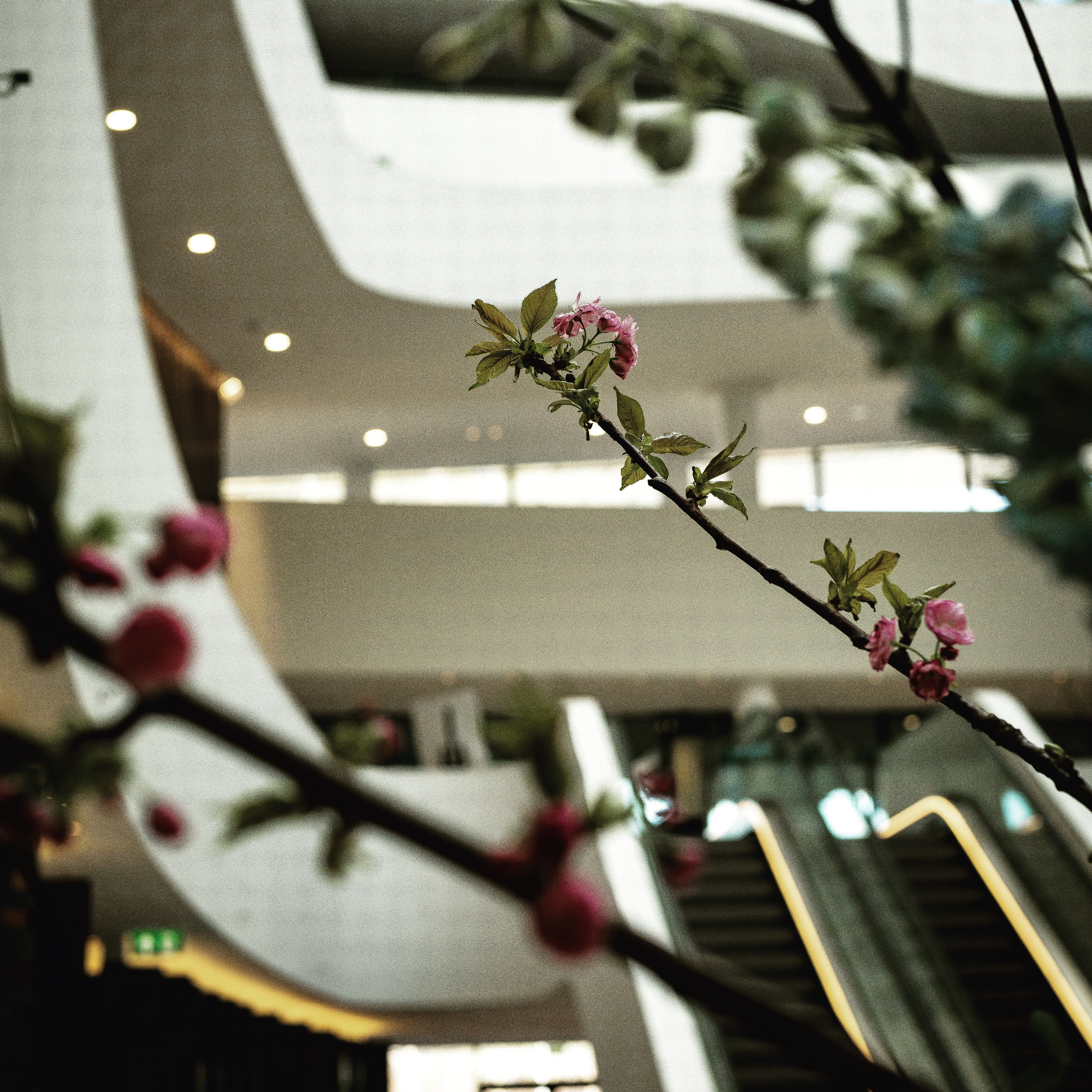 Nikon D600 + Nikon AF-S Nikkor 50mm F1.8G sample photo. Escalator-blossom-light photography