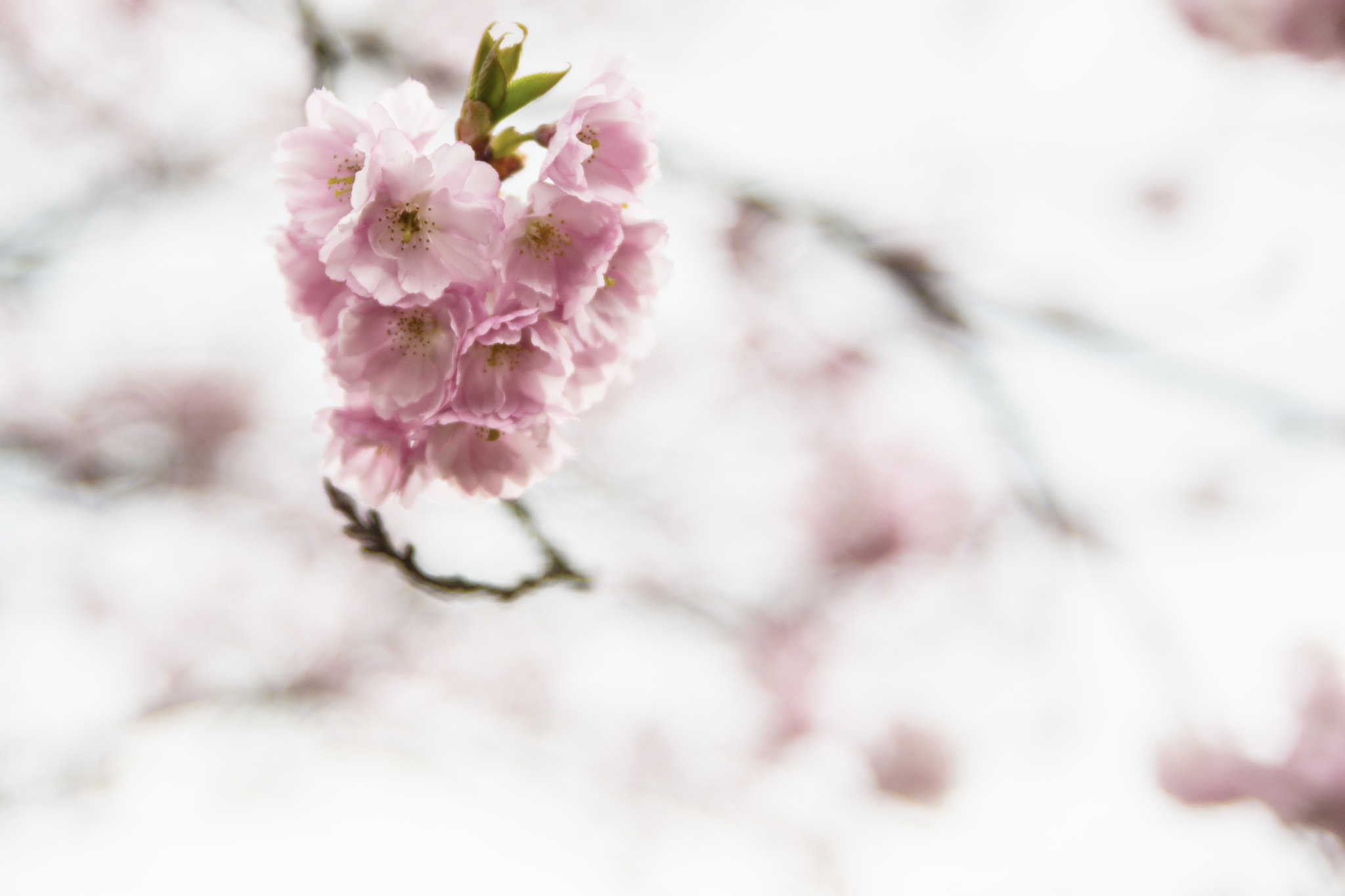 Pentax K-5 sample photo. Cherry blossom photography