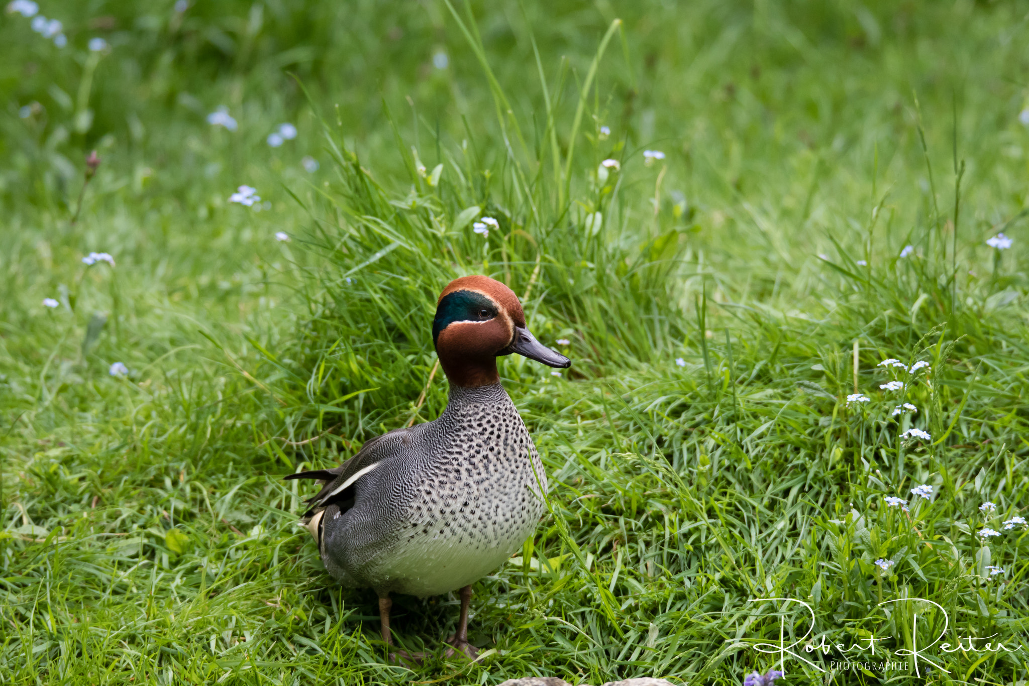 150-600mm F5-6.3 DG OS HSM | Sports 014 sample photo. Common teal photography