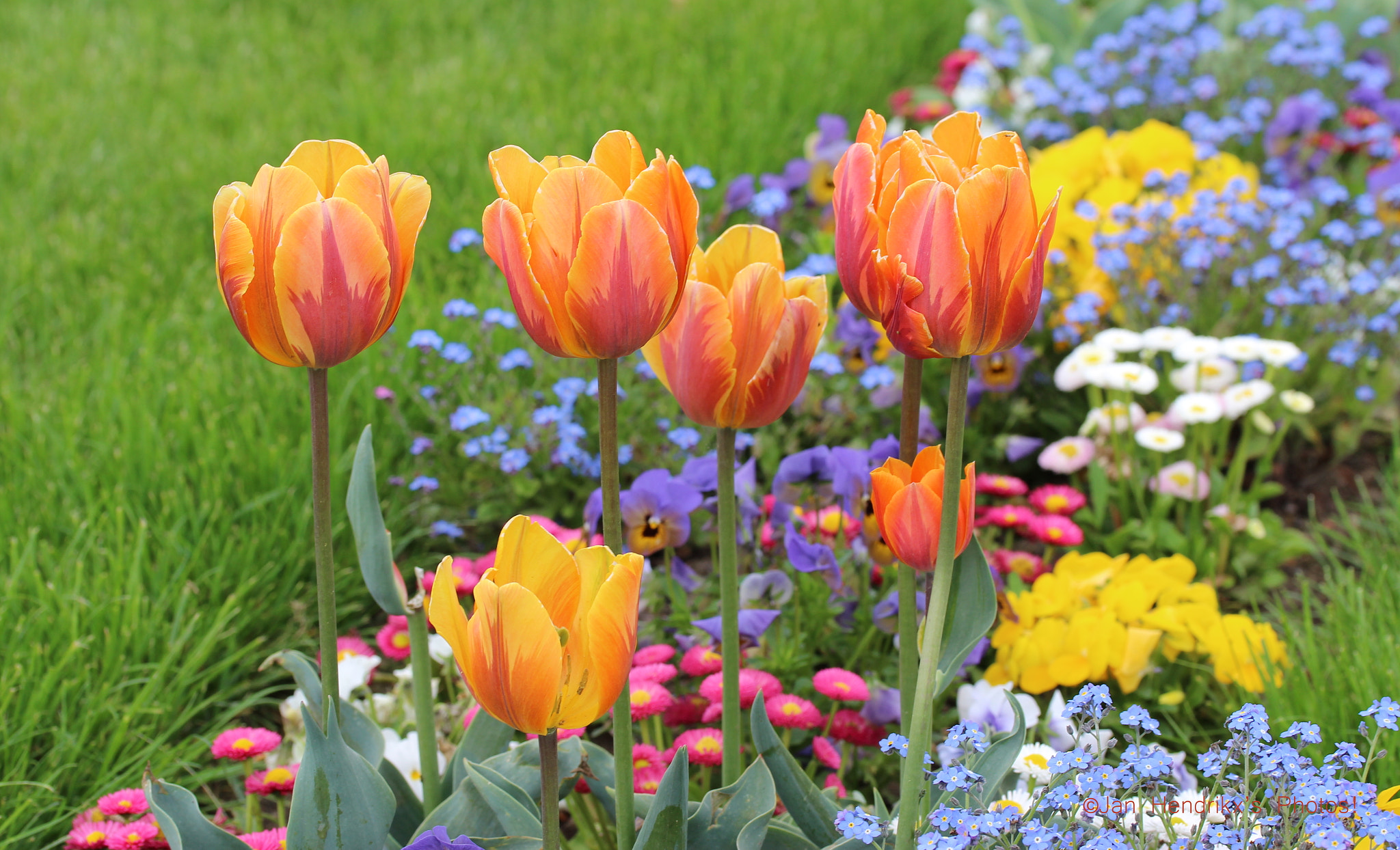 Canon EF-S 60mm F2.8 Macro USM sample photo. Colourful flowers photography