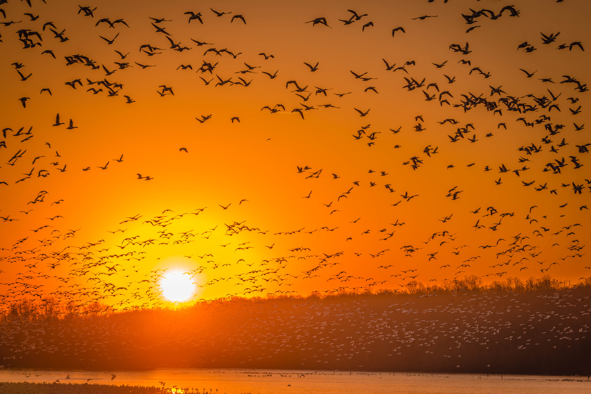 Nikon D810 sample photo. Sunrise of birds! photography
