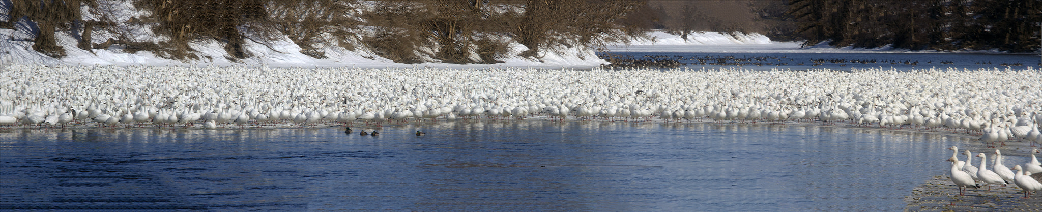 Canon EOS 7D sample photo. Snow geese photography