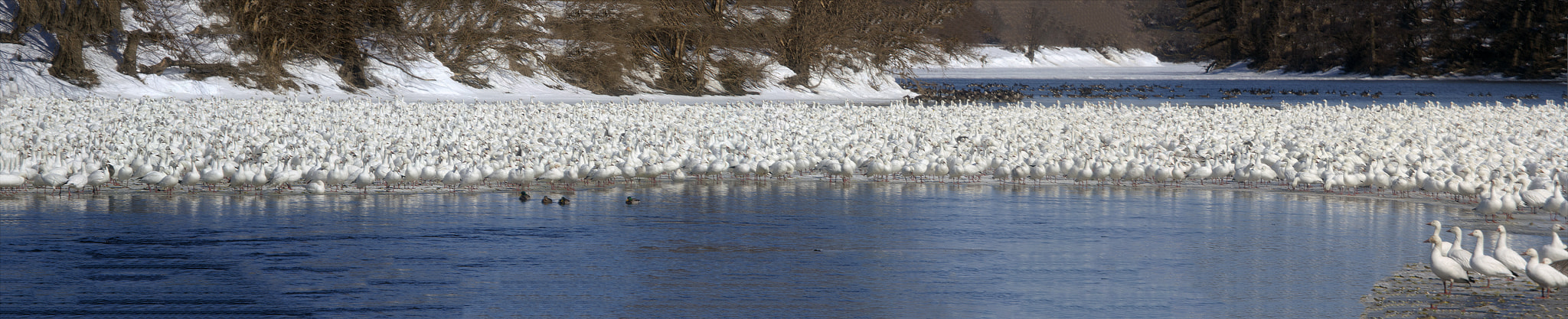 Canon EOS 7D + Canon EF 70-200mm F4L USM sample photo. Snow geese photography