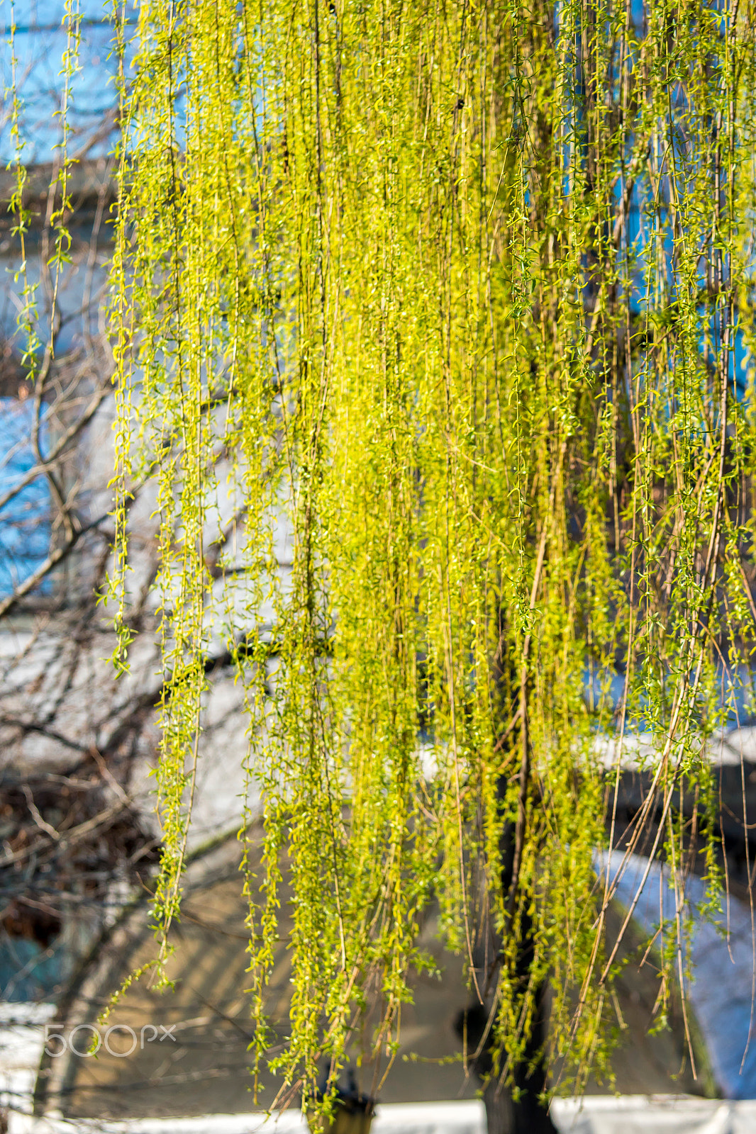 Canon EF 70-200mm F4L IS USM sample photo. Ha photography