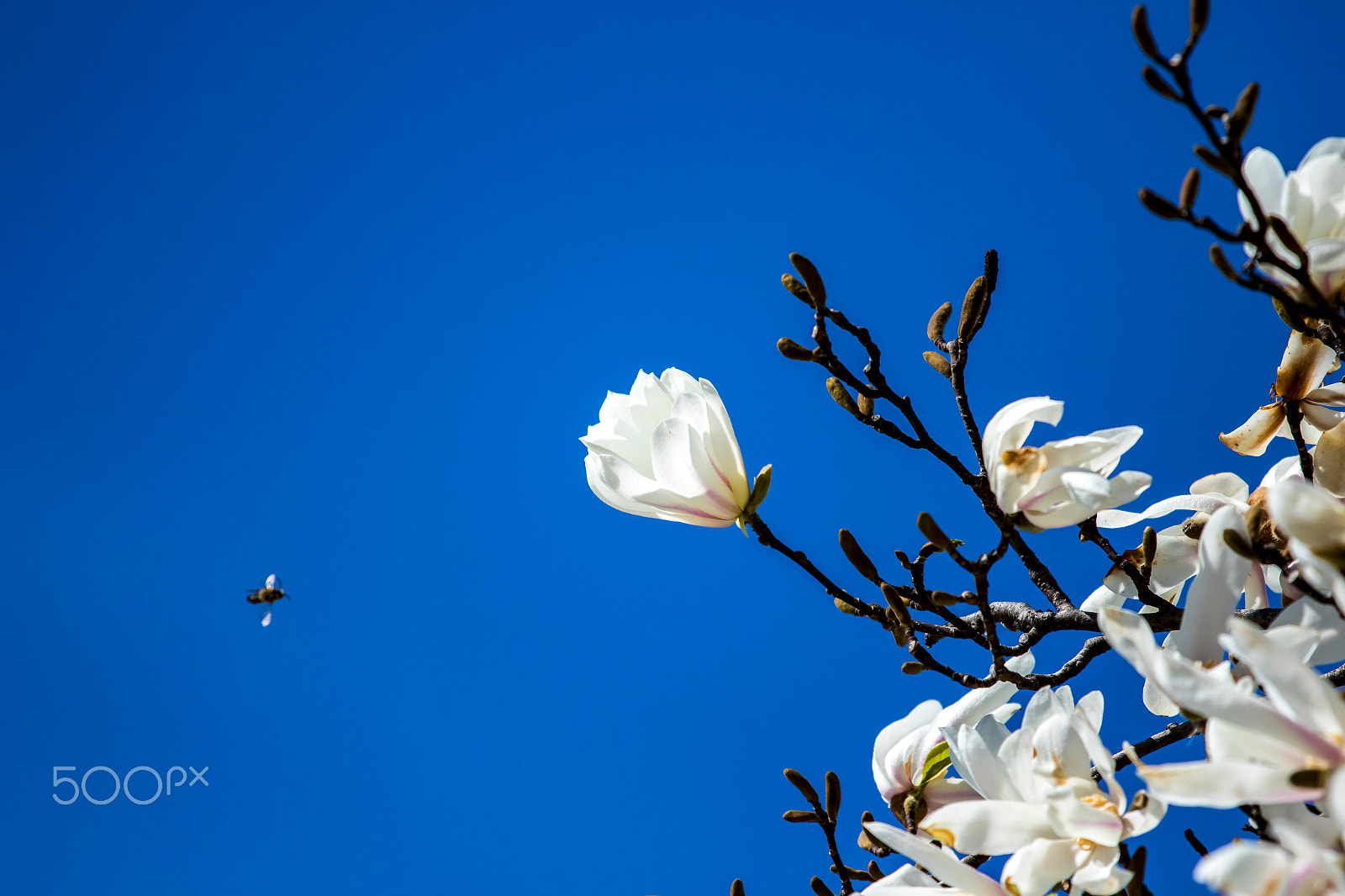 Canon EF 70-200mm F4L IS USM sample photo. Maya the bee :) photography
