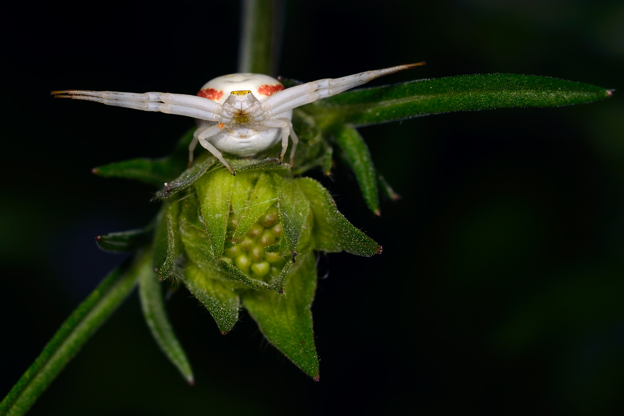 Sigma 150mm F2.8 EX DG OS Macro HSM sample photo. Golderod crab spider female hunting photography