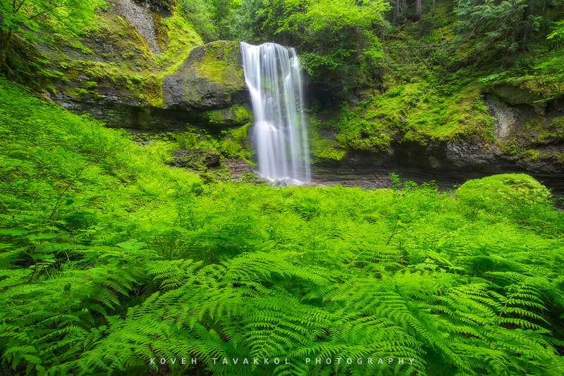 Nikon AF-S Nikkor 14-24mm F2.8G ED sample photo. Ferns photography