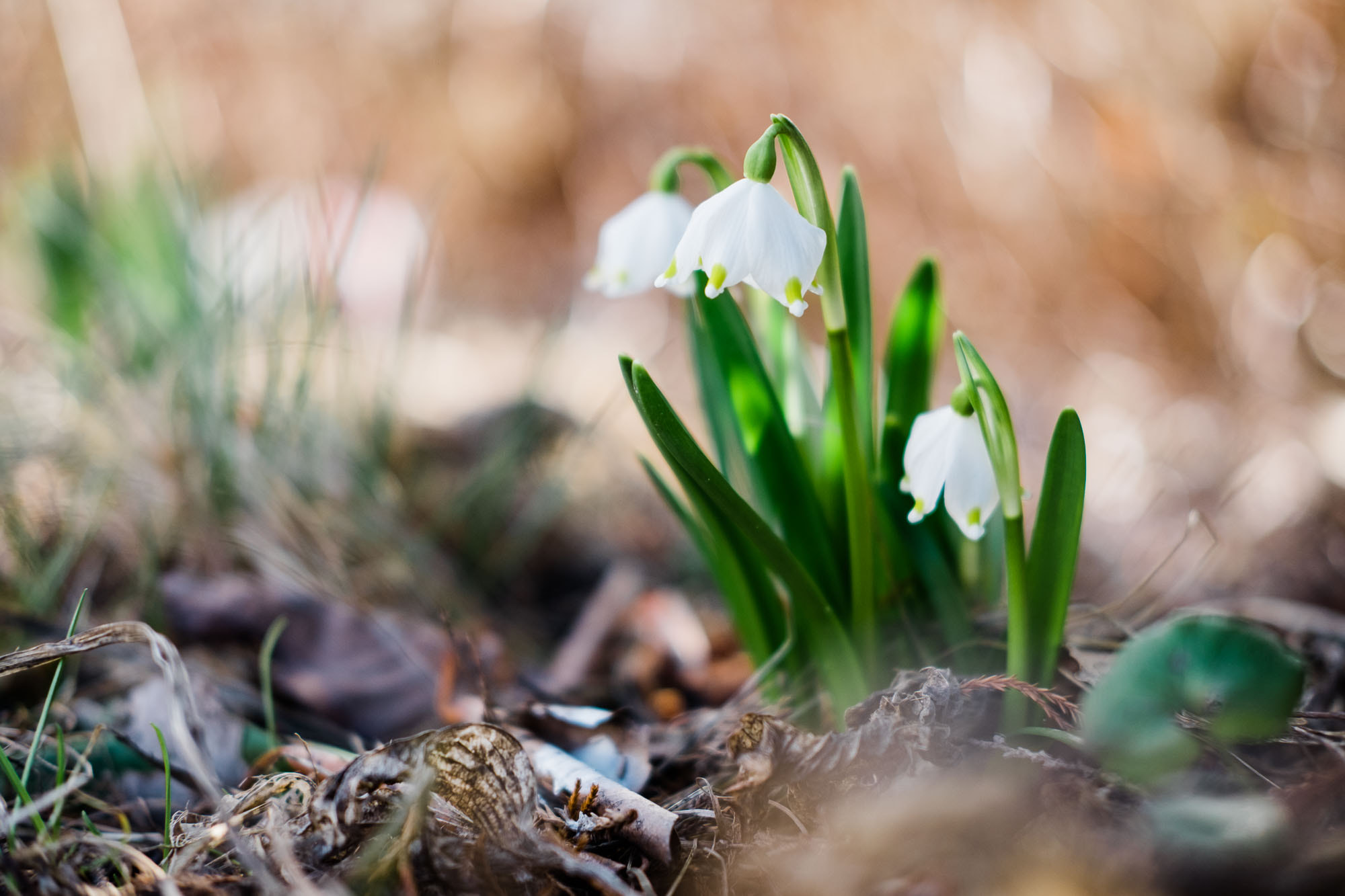 Fujifilm X-T10 + Fujifilm XF 35mm F2 R WR sample photo. Spring snowflake photography