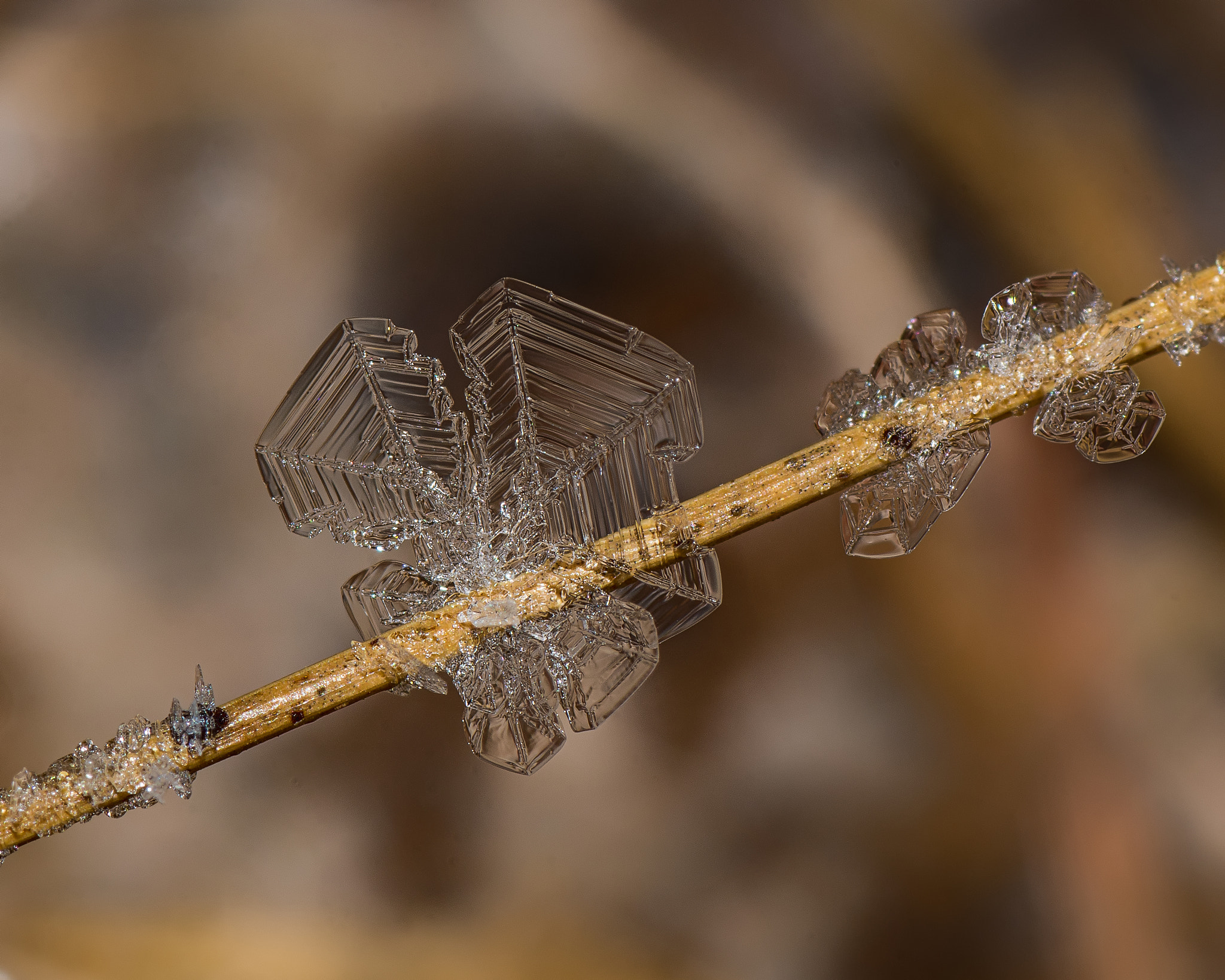 Nikon D7200 sample photo. Frost detail 1 photography