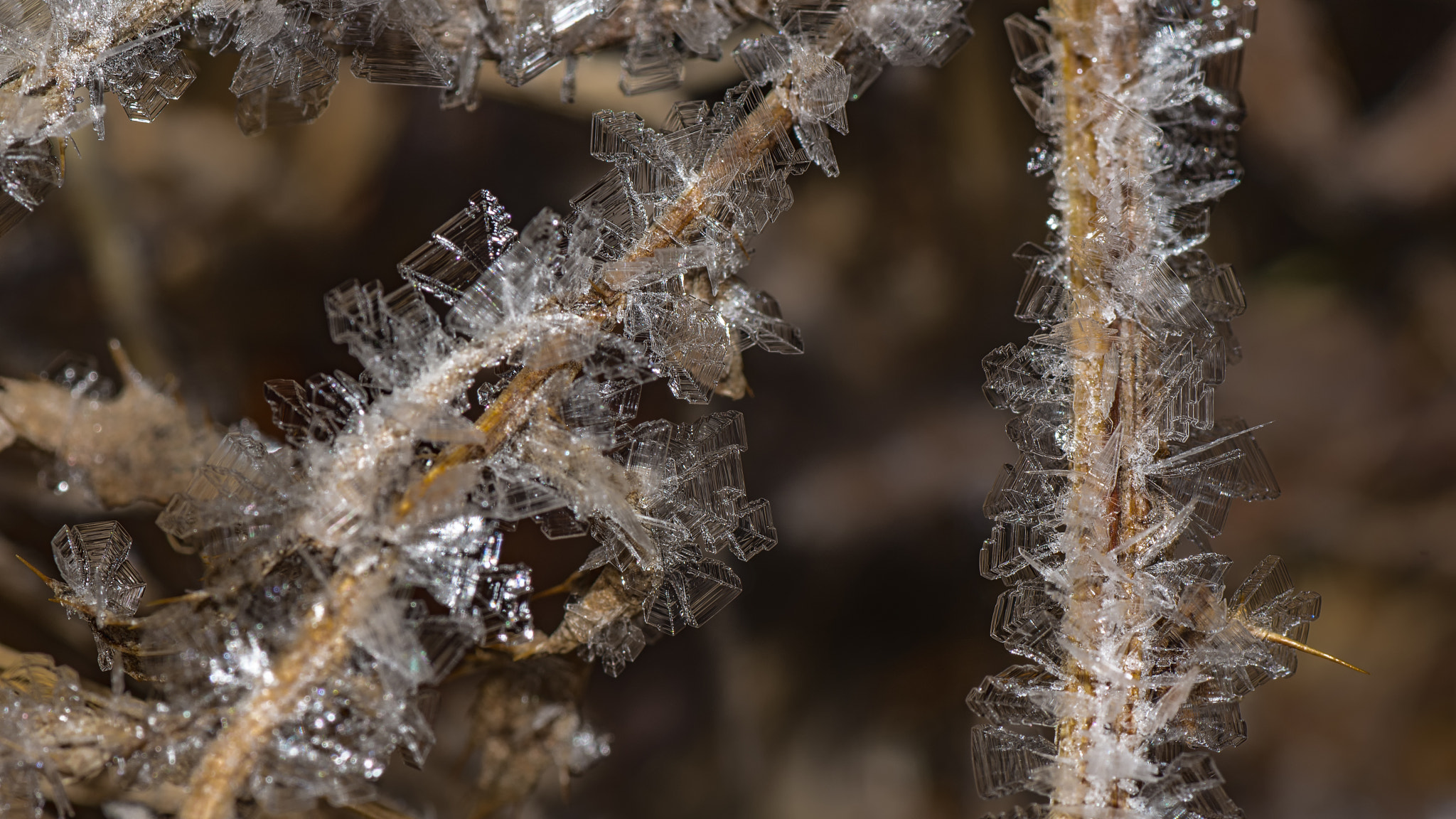 Nikon D7200 sample photo. Frost detail 2 photography