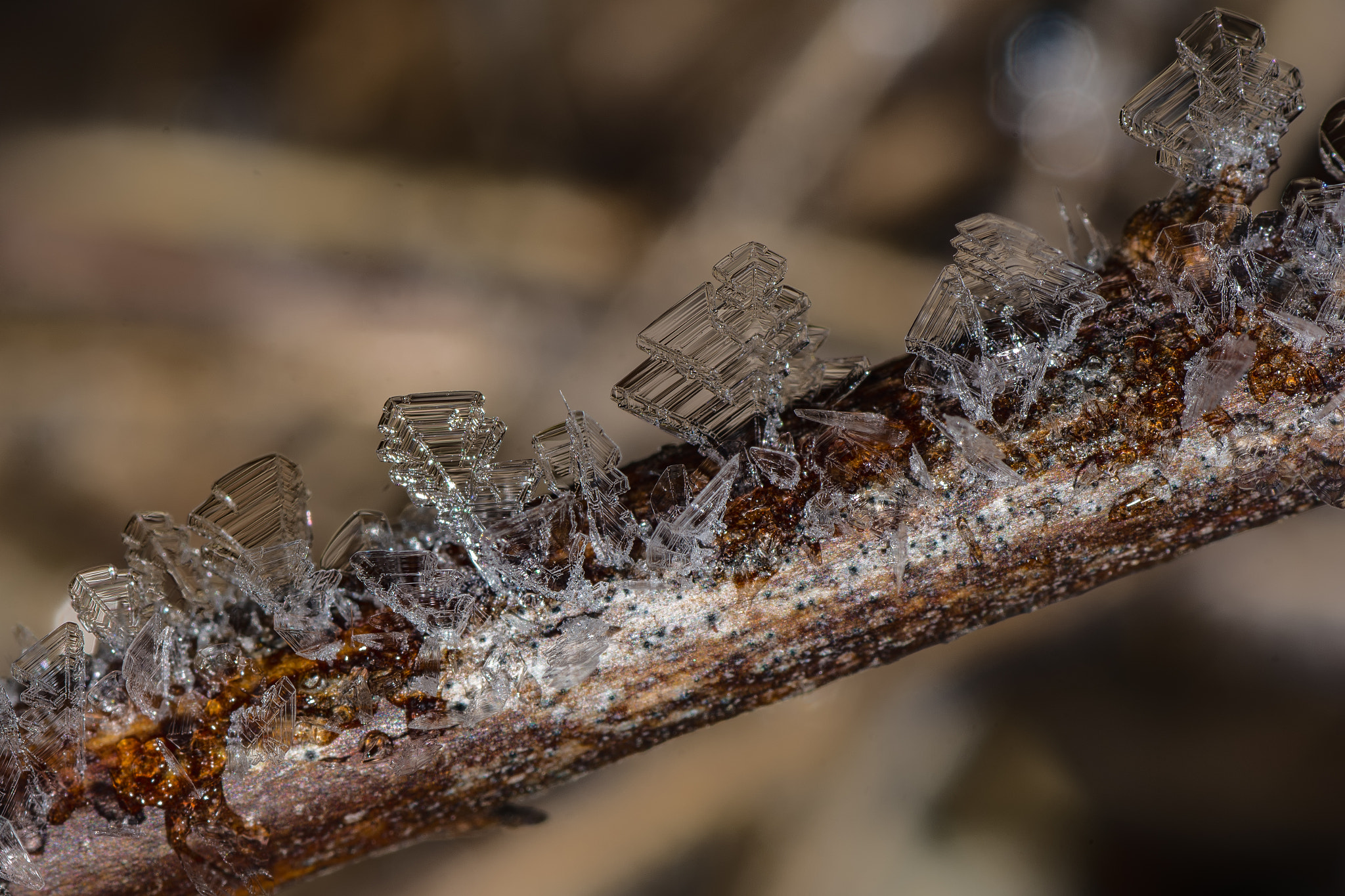 Nikon D7200 sample photo. Frost detail 4 photography