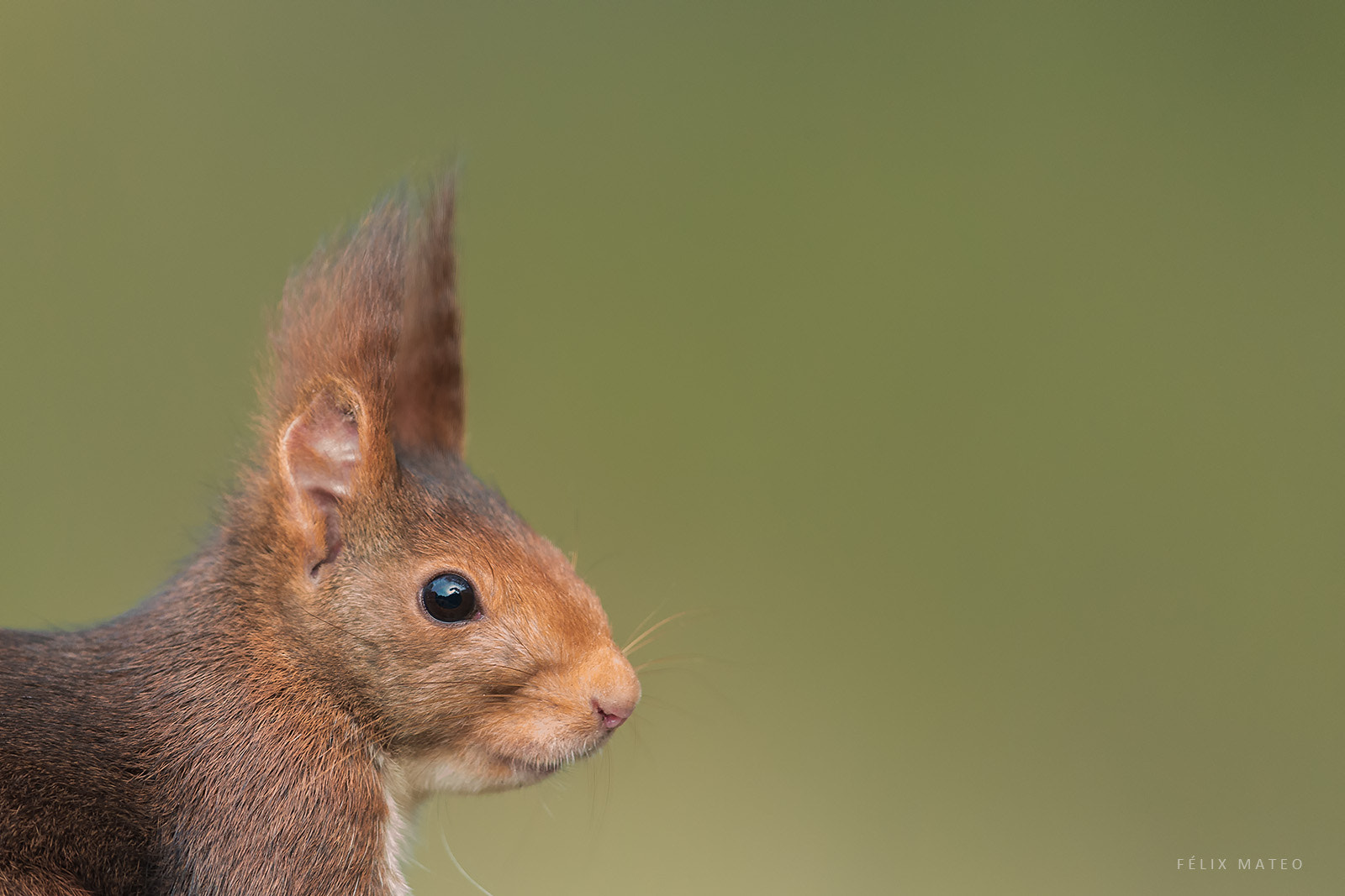 Canon EOS-1D X + Canon EF 500mm F4L IS II USM sample photo. Red squirrel portrait photography