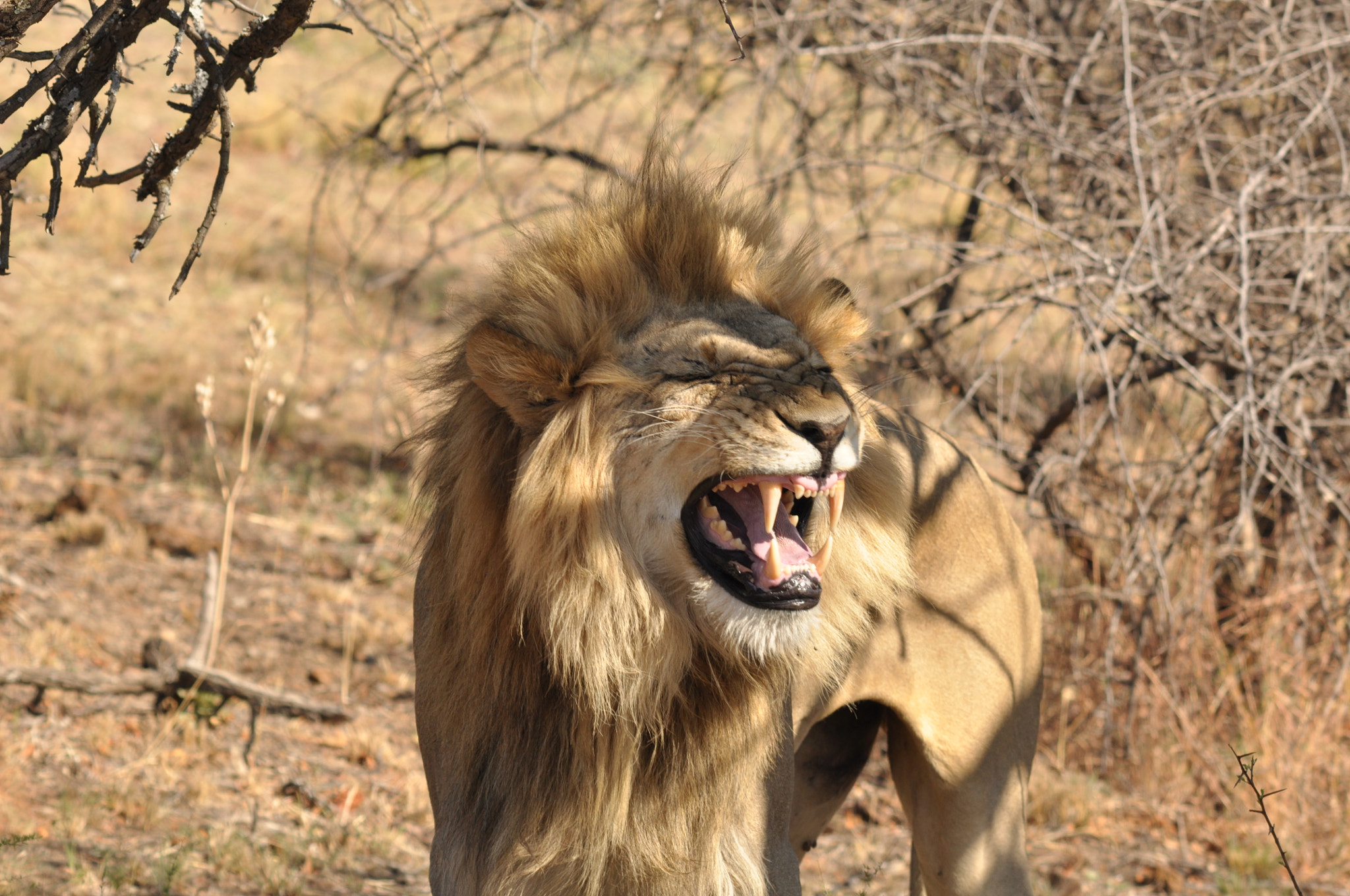 Nikon D90 + Sigma 150-500mm F5-6.3 DG OS HSM sample photo. One more lion . photography