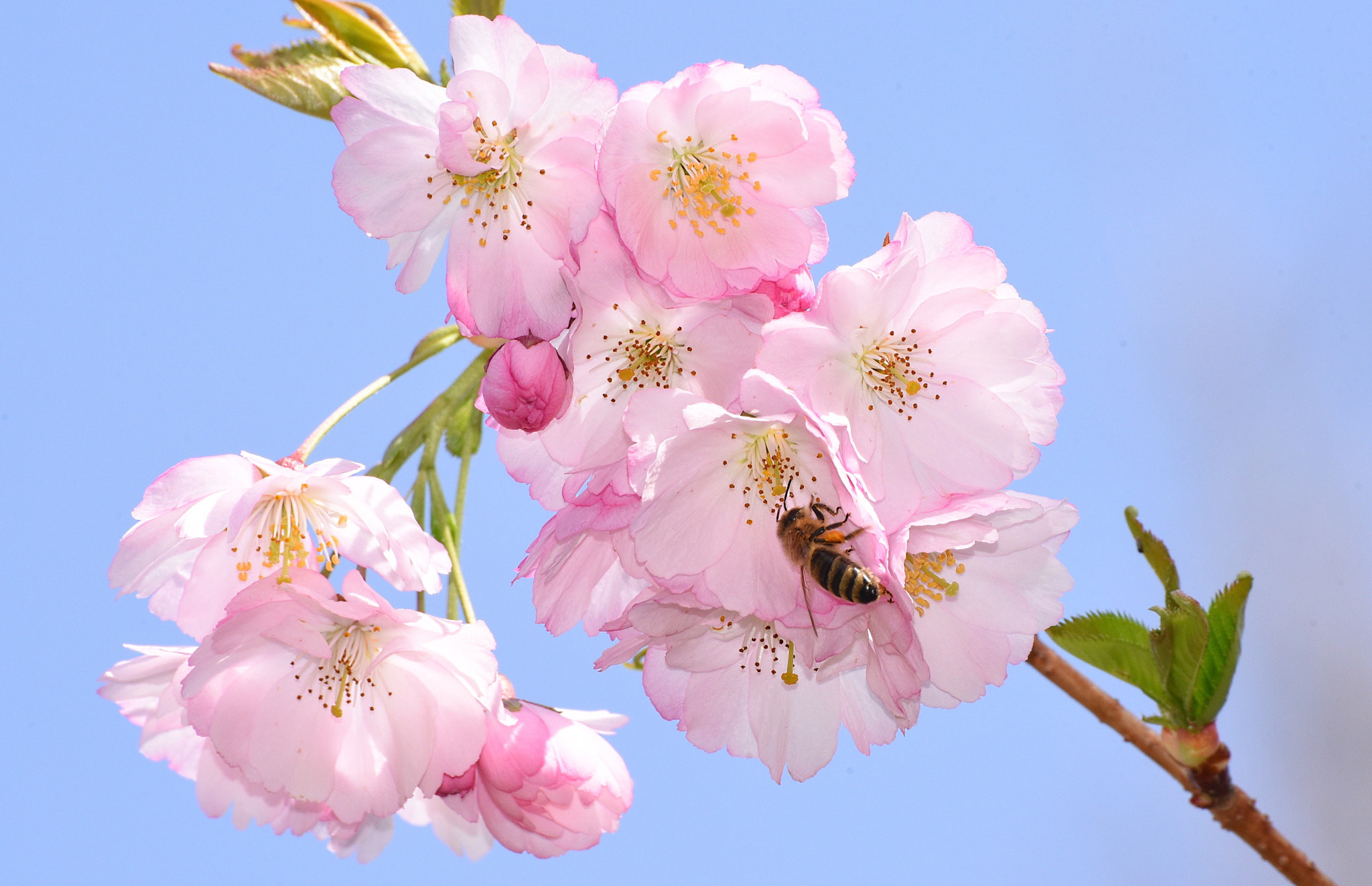 Nikon D750 sample photo. Cherry blossoms photography