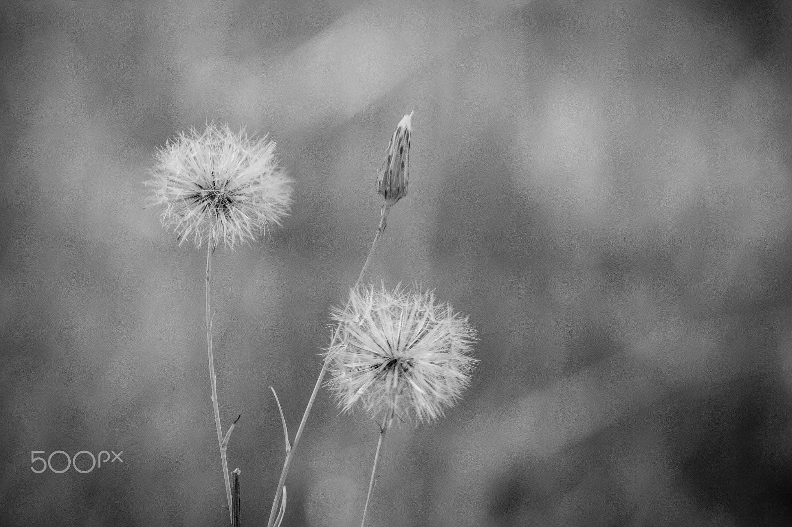 Canon EF 70-200mm F4L IS USM sample photo. Anjinho pb photography