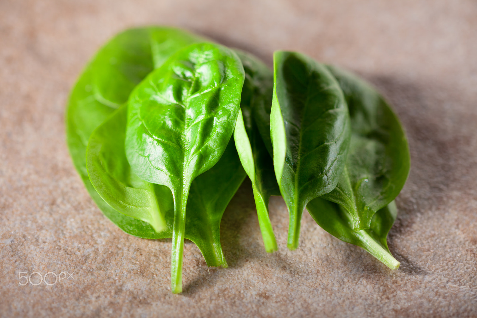 Canon EF 100mm F2.8 Macro USM sample photo. A bunch of baby spinach photography