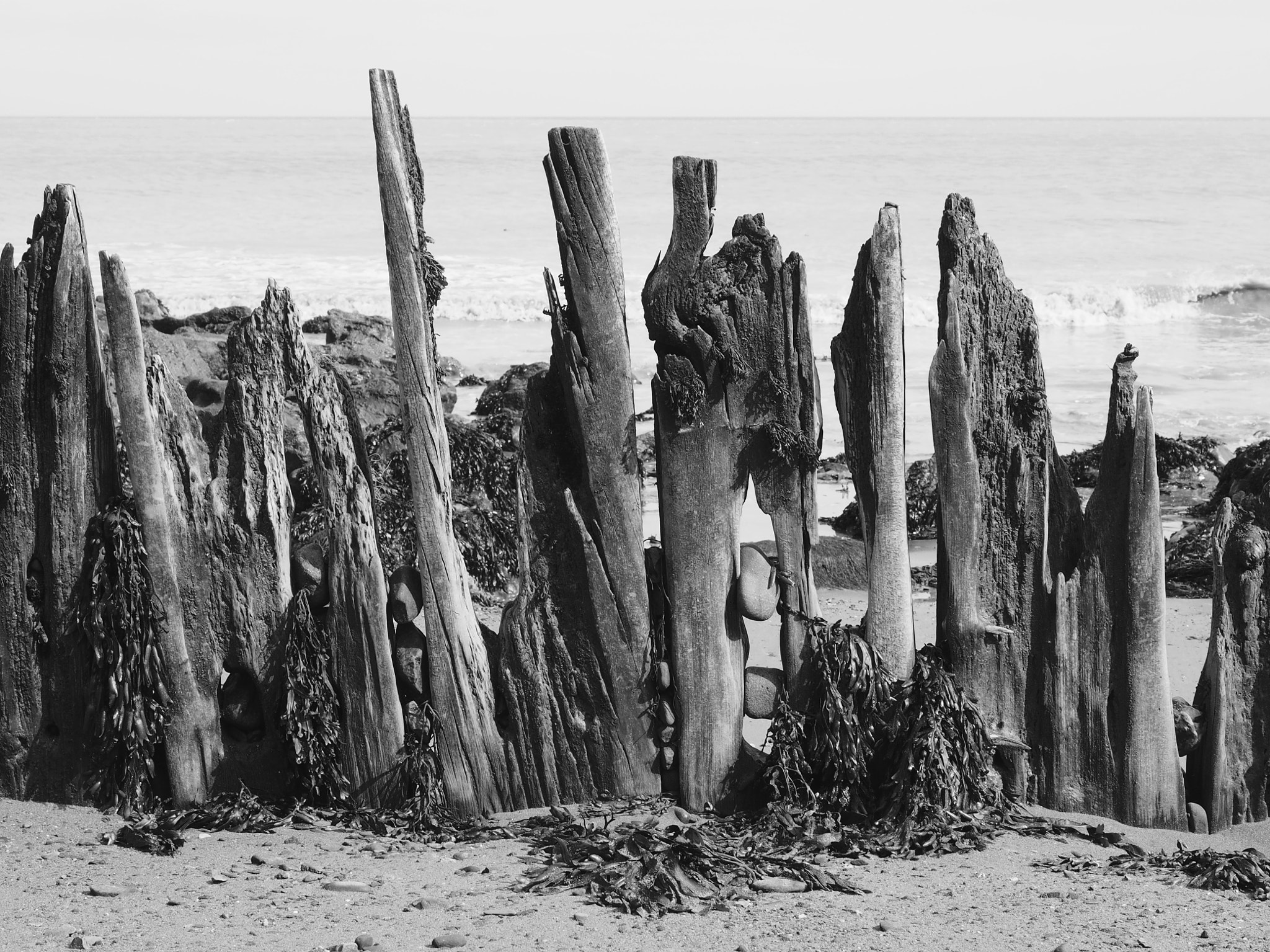 Olympus OM-D E-M1 + Olympus M.Zuiko Digital ED 12-50mm F3.5-6.3 EZ sample photo. Beach wood photography