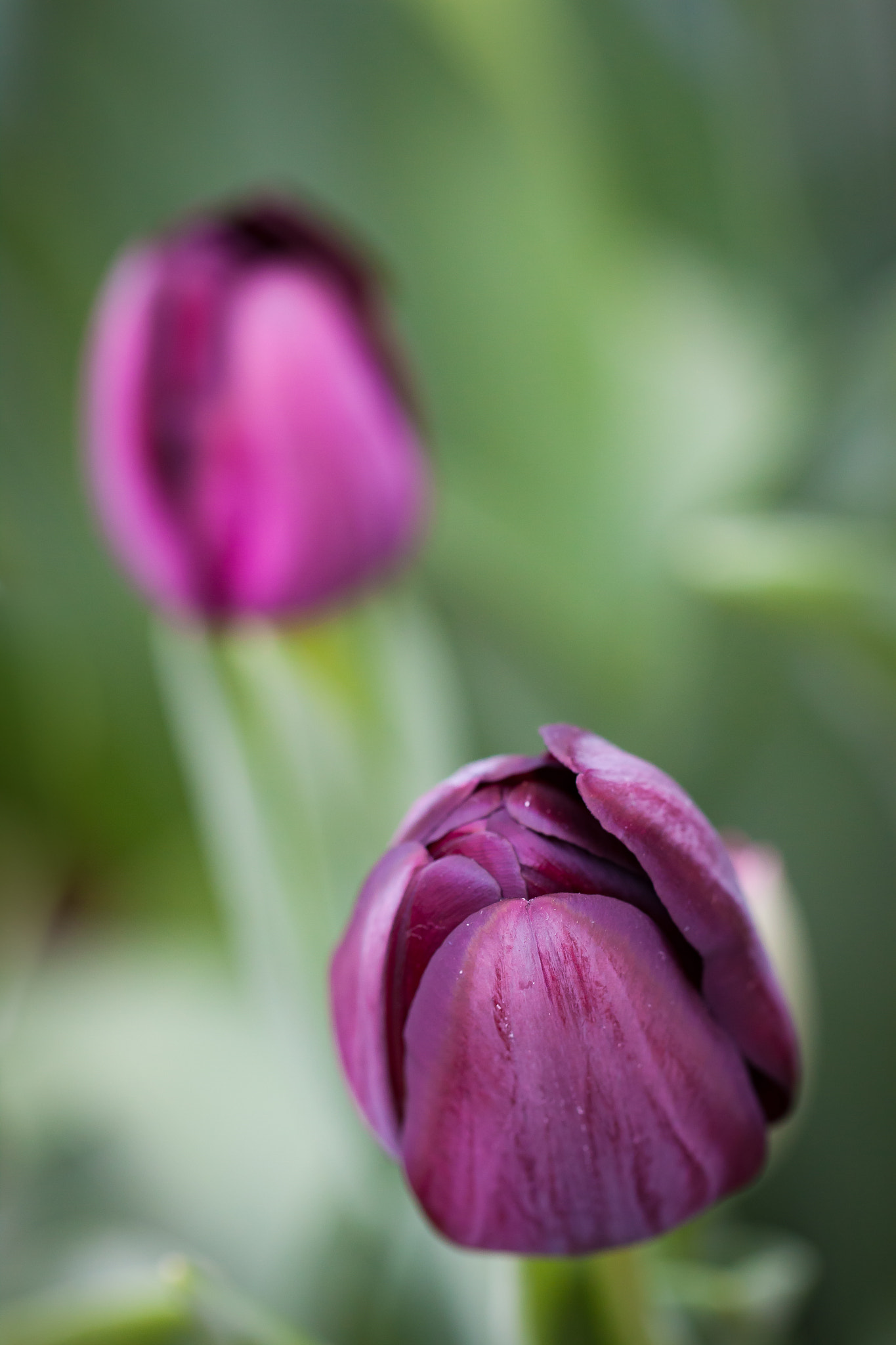 Canon EF 100mm F2.8L Macro IS USM sample photo. "queen of night" photography