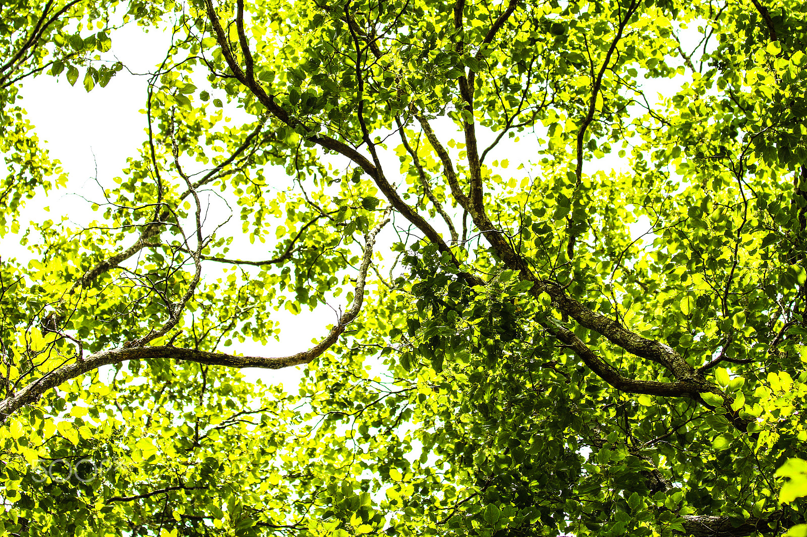 Canon EF 70-200mm F4L IS USM sample photo. Vegetação photography