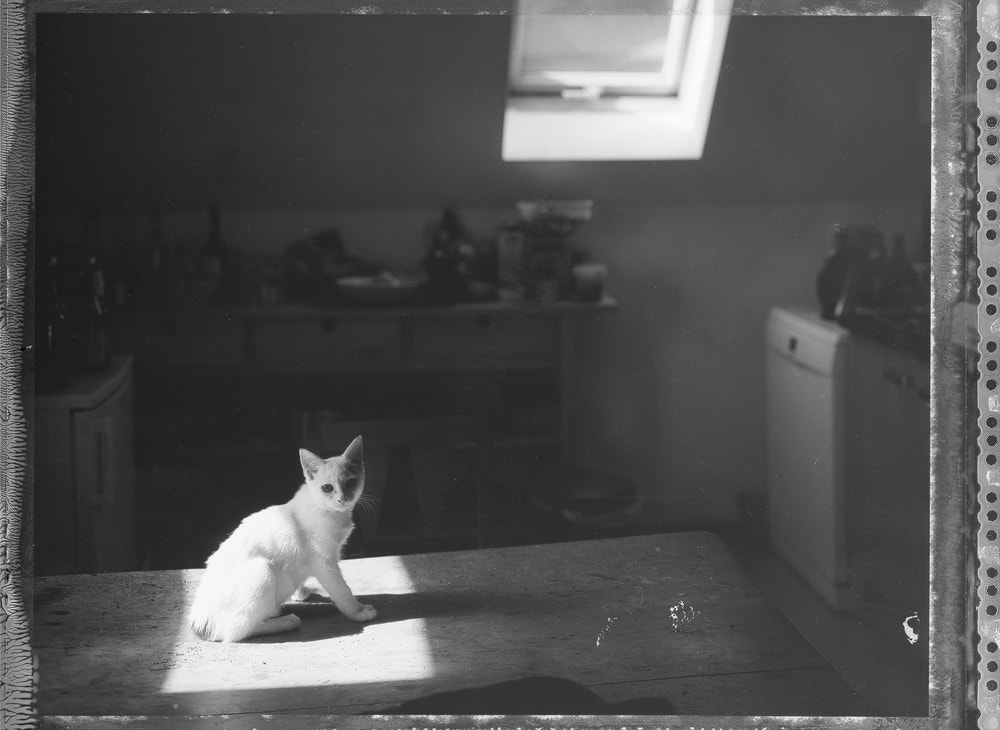 Nikon D810 sample photo. Maggie at the kitchen table photography