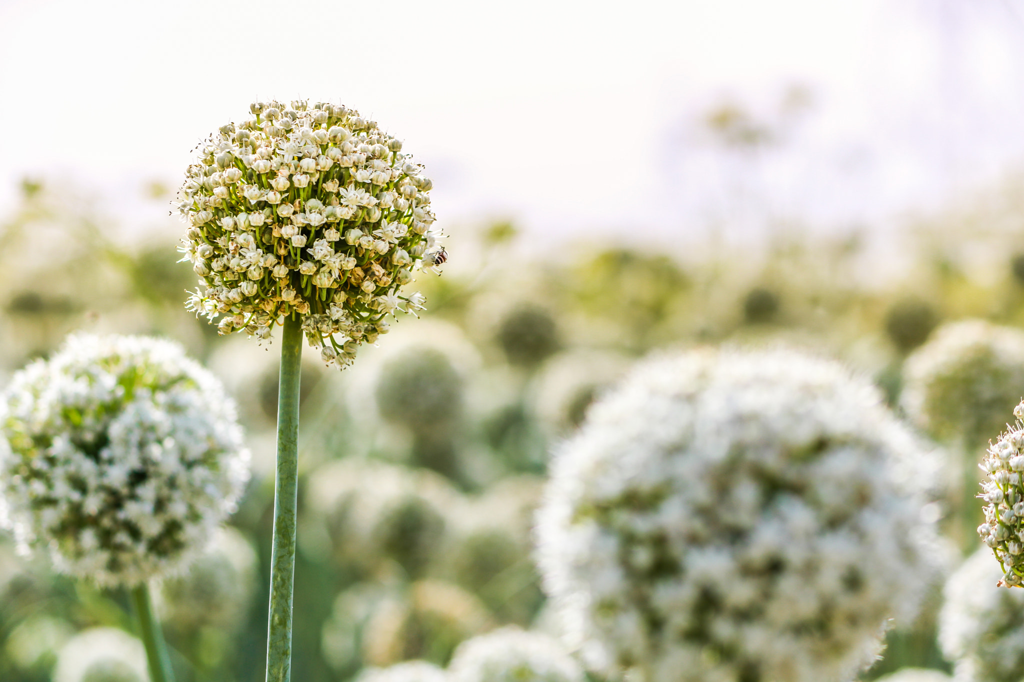 Canon EOS 750D (EOS Rebel T6i / EOS Kiss X8i) + Canon EF-S 55-250mm F4-5.6 IS II sample photo. Onion fields photography