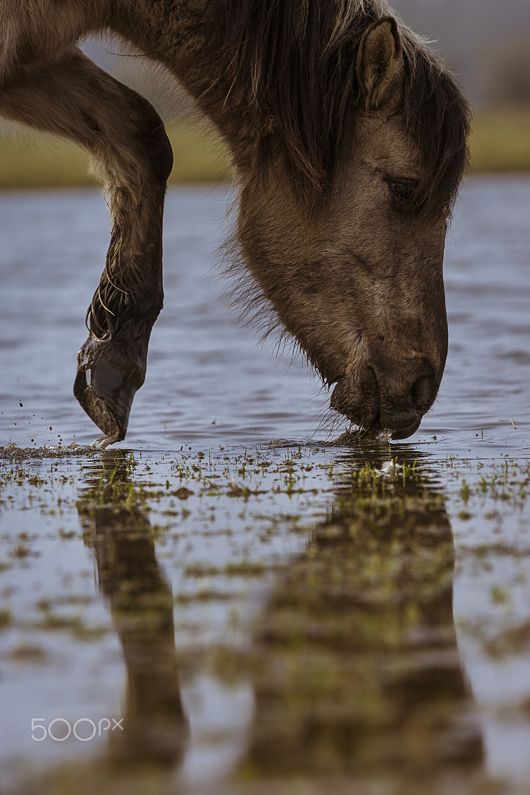 Tamron SP 70-200mm F2.8 Di VC USD sample photo. Konik horse photography